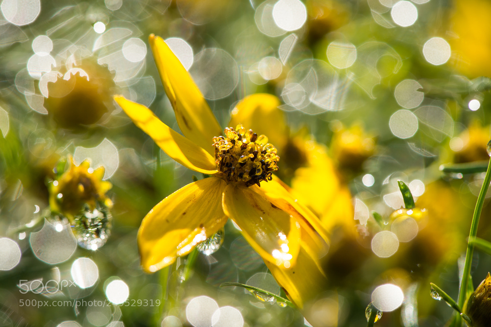Nikon D800 sample photo. Bokeh photography