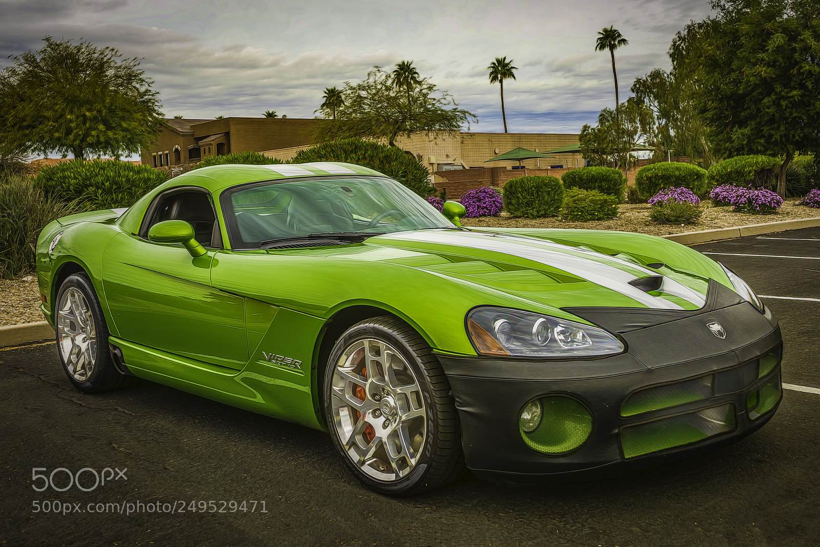 Nikon D800 sample photo. Green viper photography