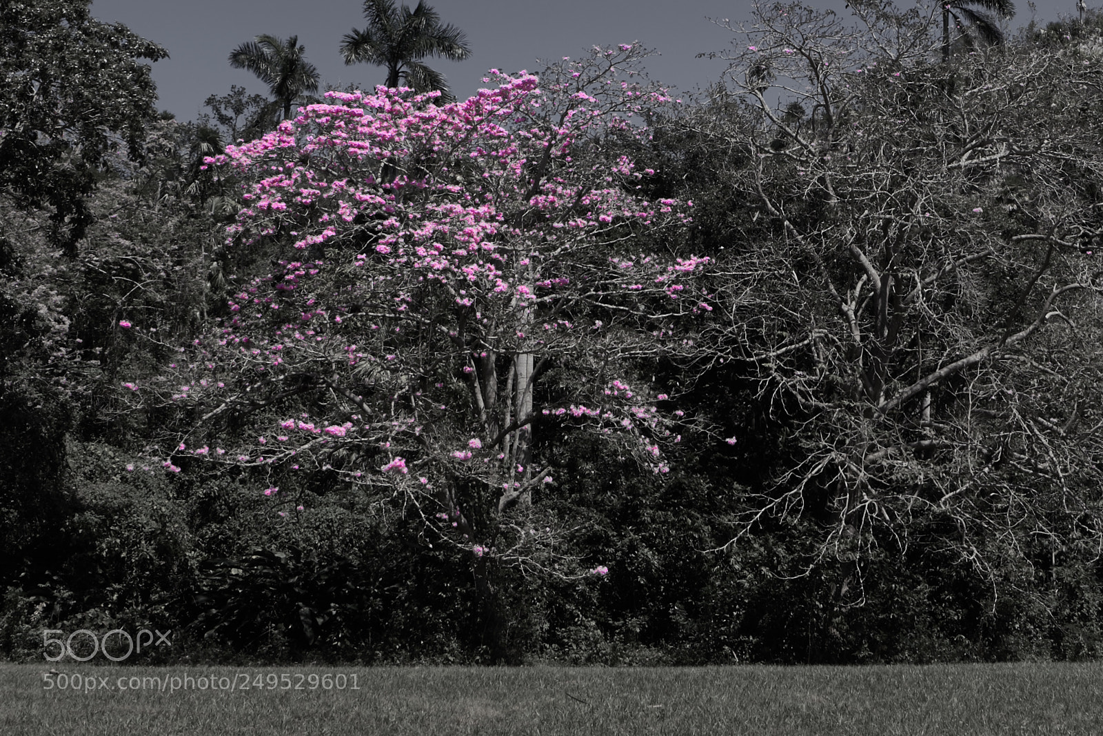 Sony a7R II sample photo. Spring waiting photography