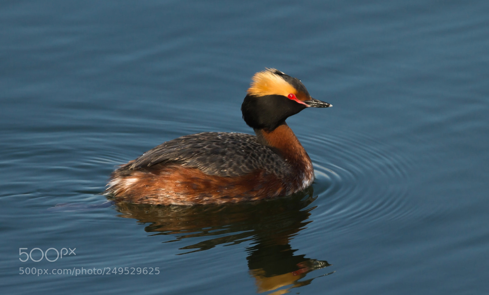 Canon EOS 7D sample photo. Horned grebe photography