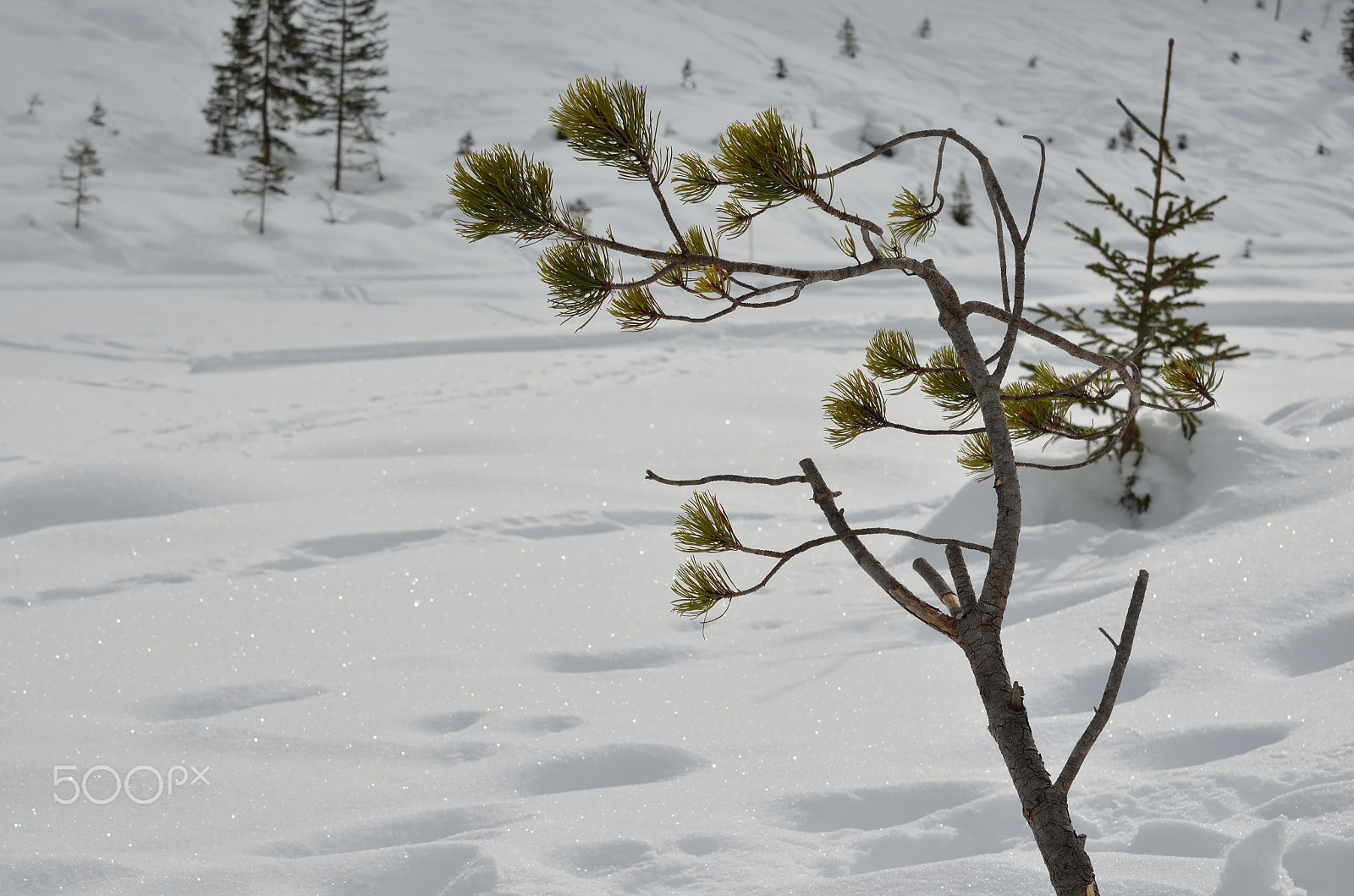 Nikon D5100 sample photo. Little tree photography