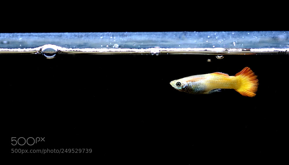 Canon EOS 760D (EOS Rebel T6s / EOS 8000D) sample photo. Fish life photography