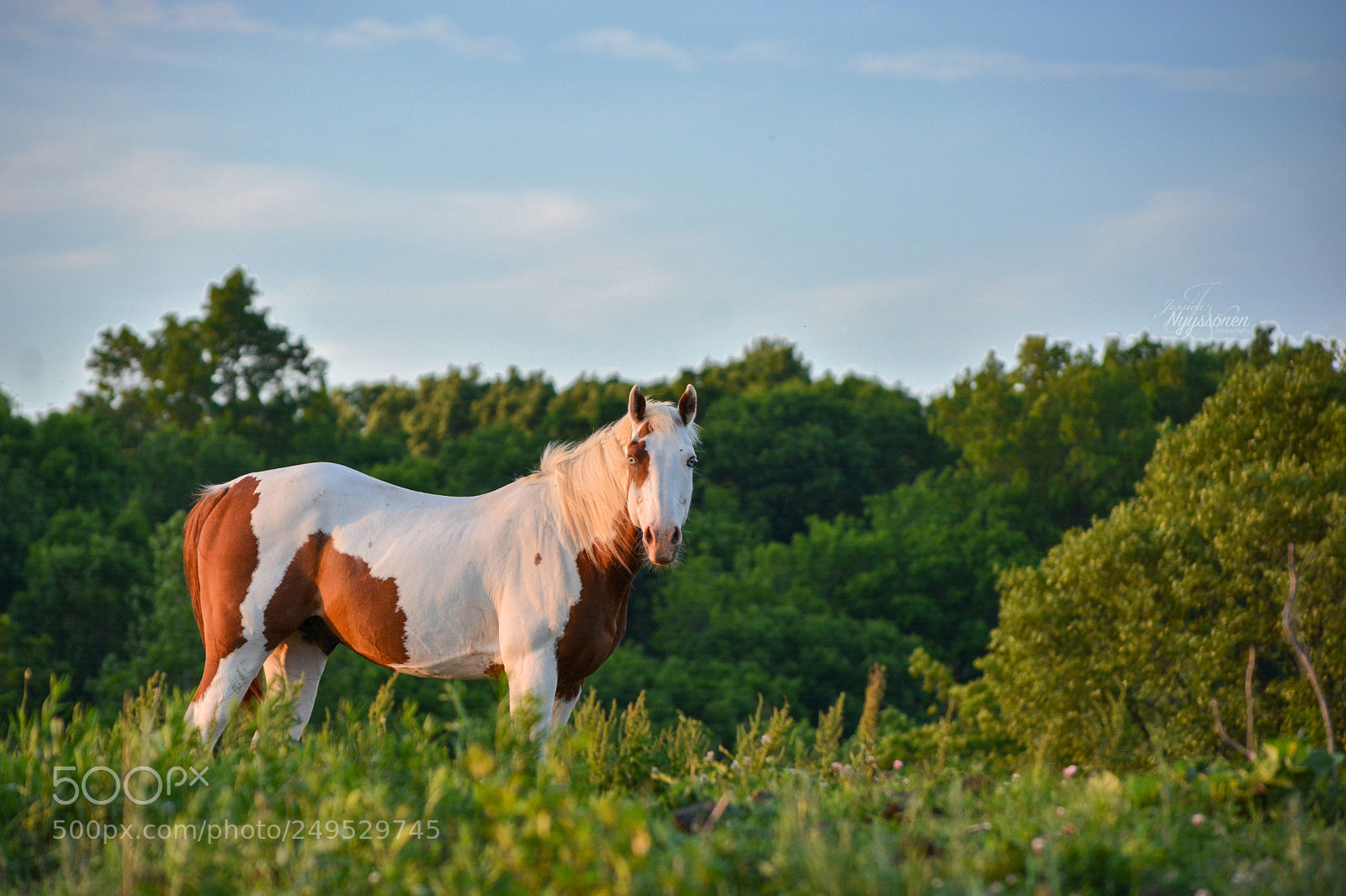 Nikon D7100 sample photo. Paint photography