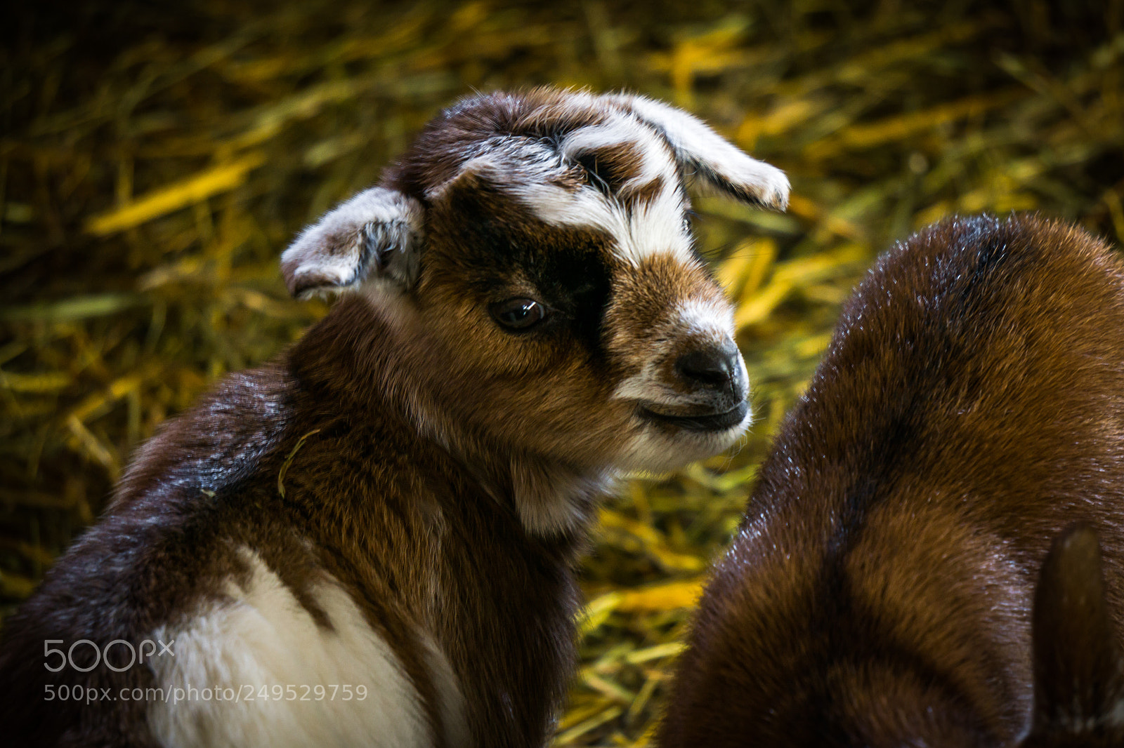 Sony a6000 sample photo. Baby goat photography