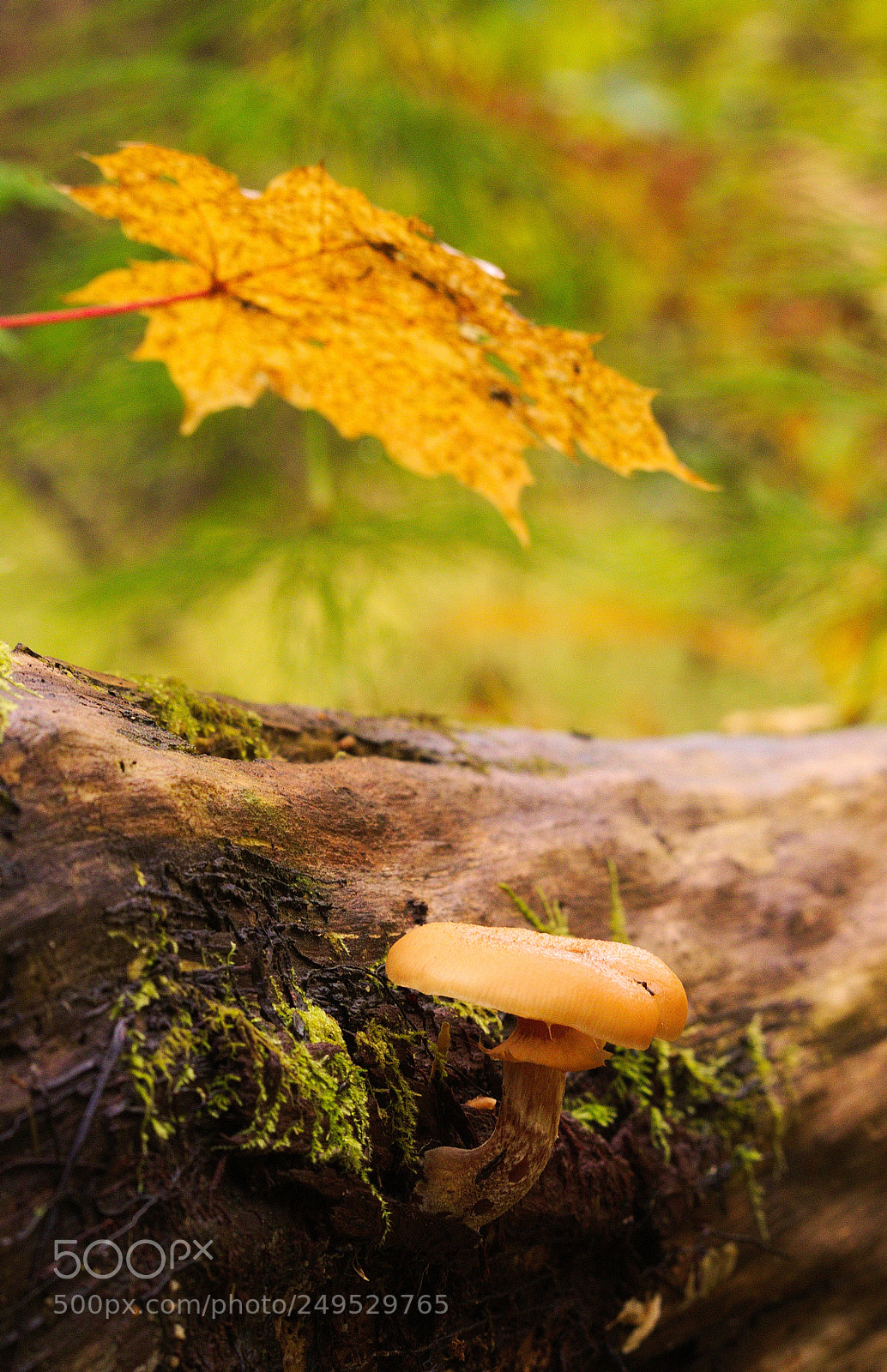 Olympus PEN E-PL5 sample photo. Under the umbrella. photography