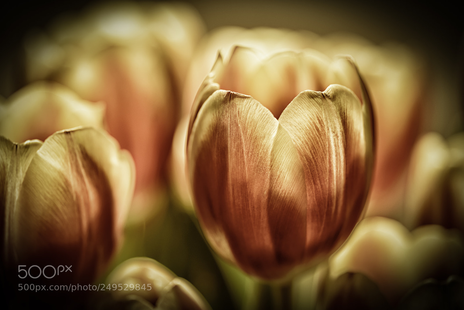 Nikon D610 sample photo. Golden tulips photography