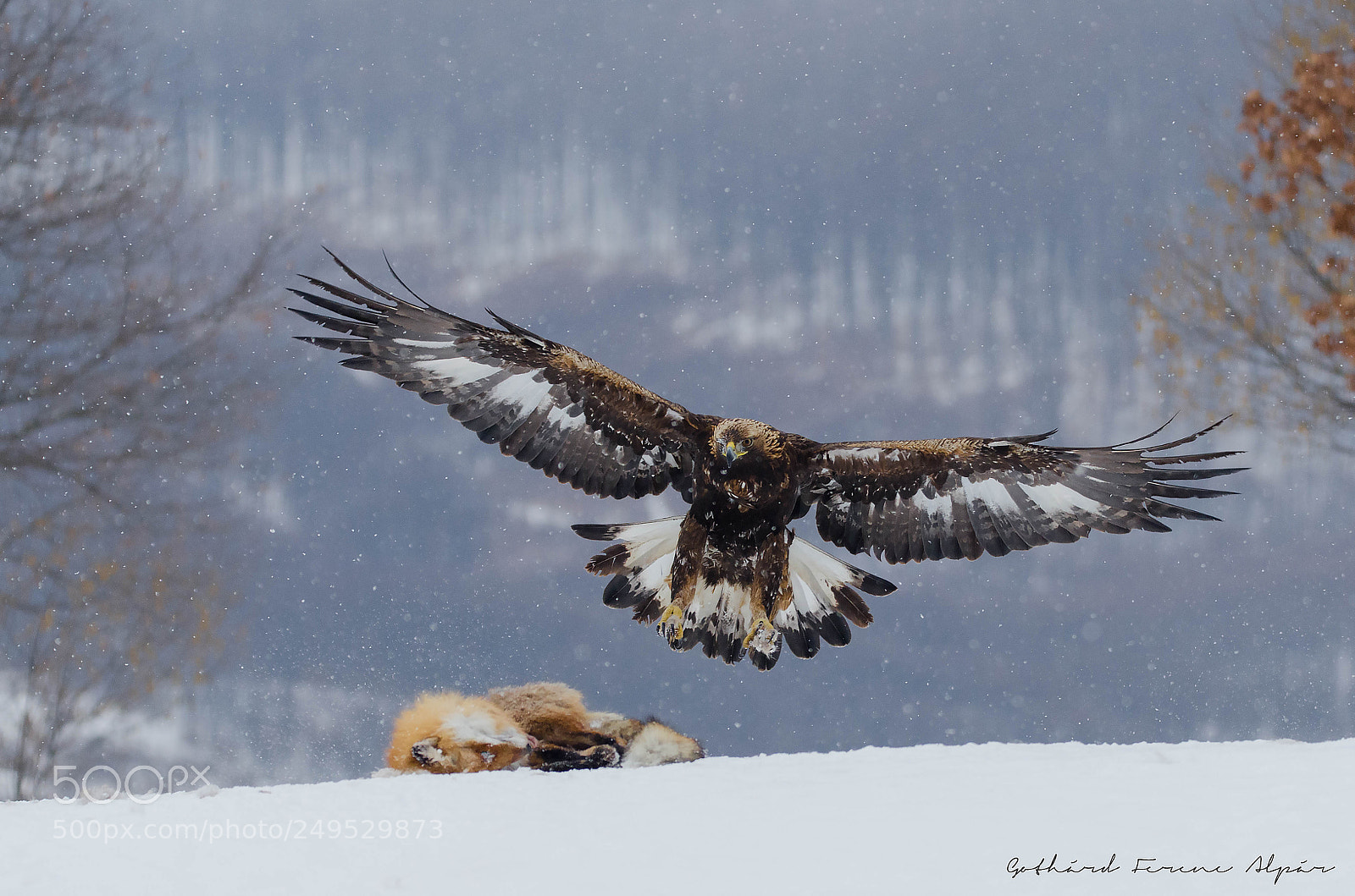 Nikon D7000 sample photo. Golden eagle (aquila chrysaetos) photography
