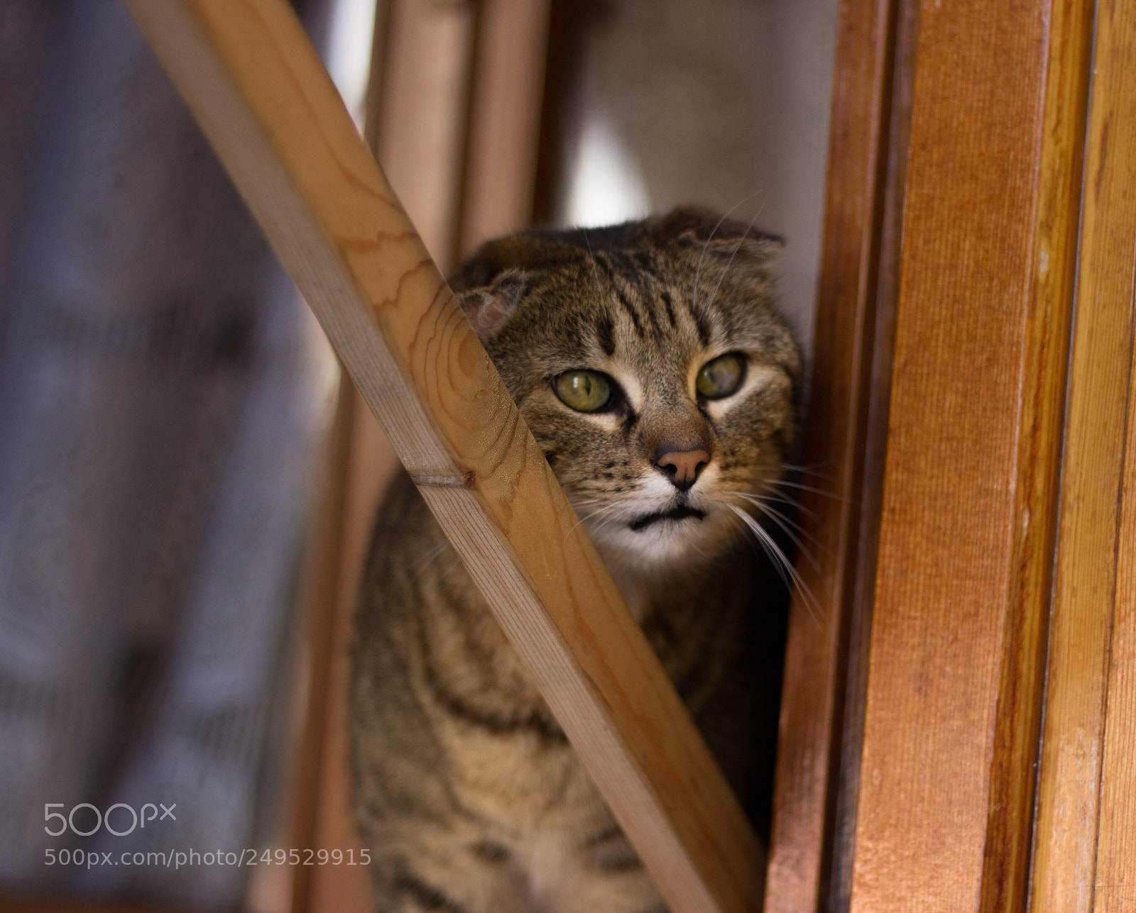 Canon EOS 600D (Rebel EOS T3i / EOS Kiss X5) sample photo. Burano cat photography