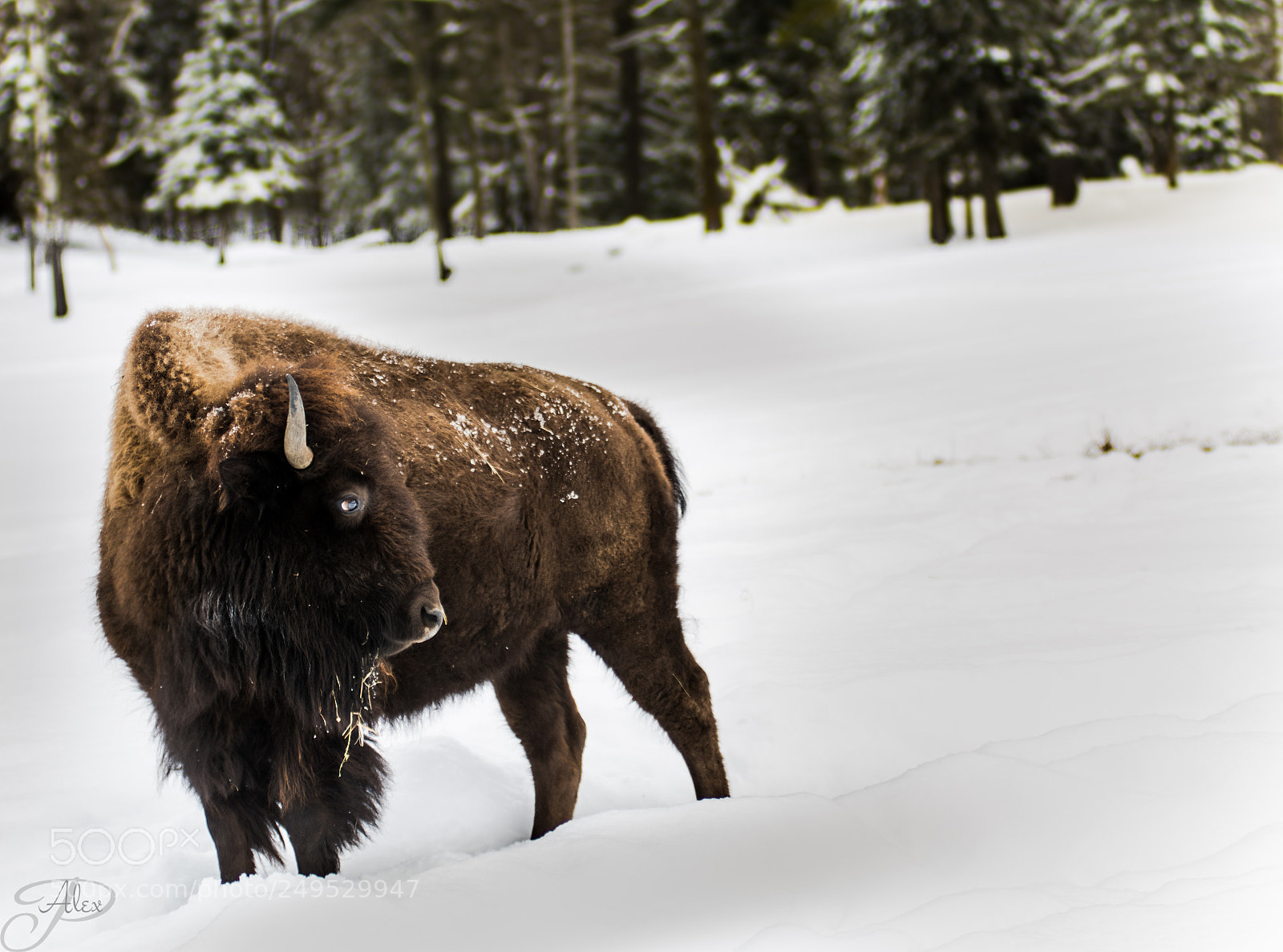 Nikon D7100 sample photo. Le bison des prairies photography