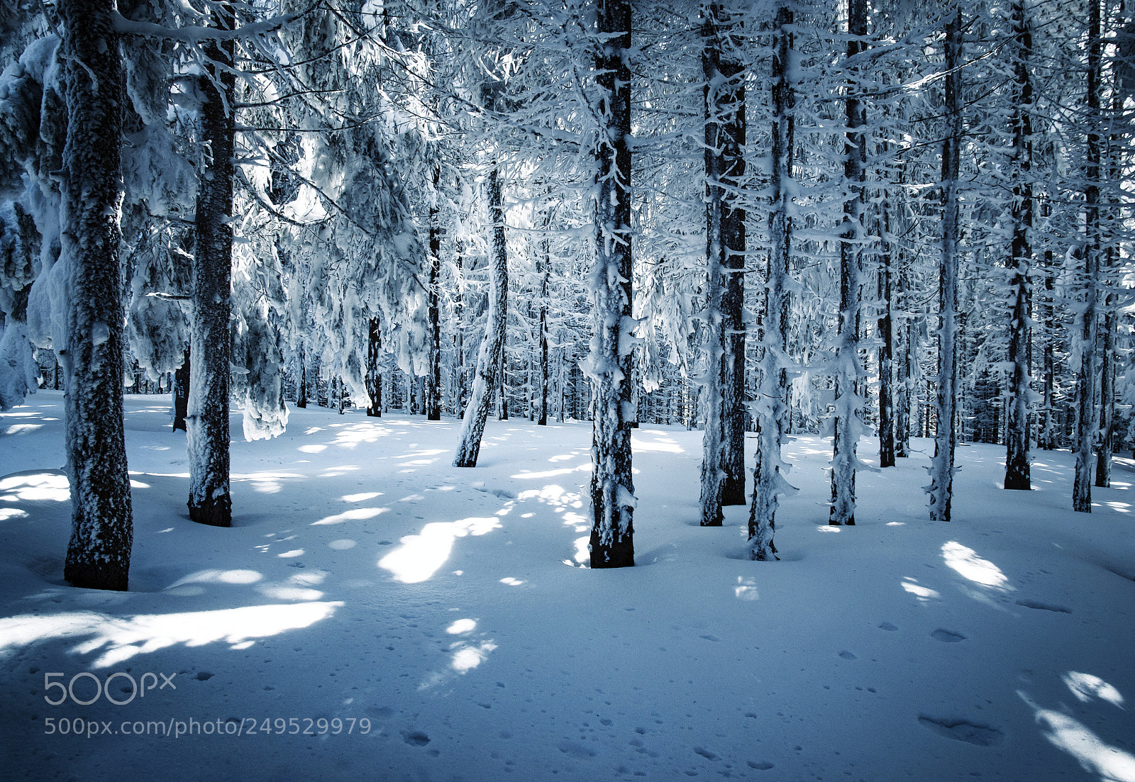 Nikon D5500 sample photo. Snowy fairy dense forest photography