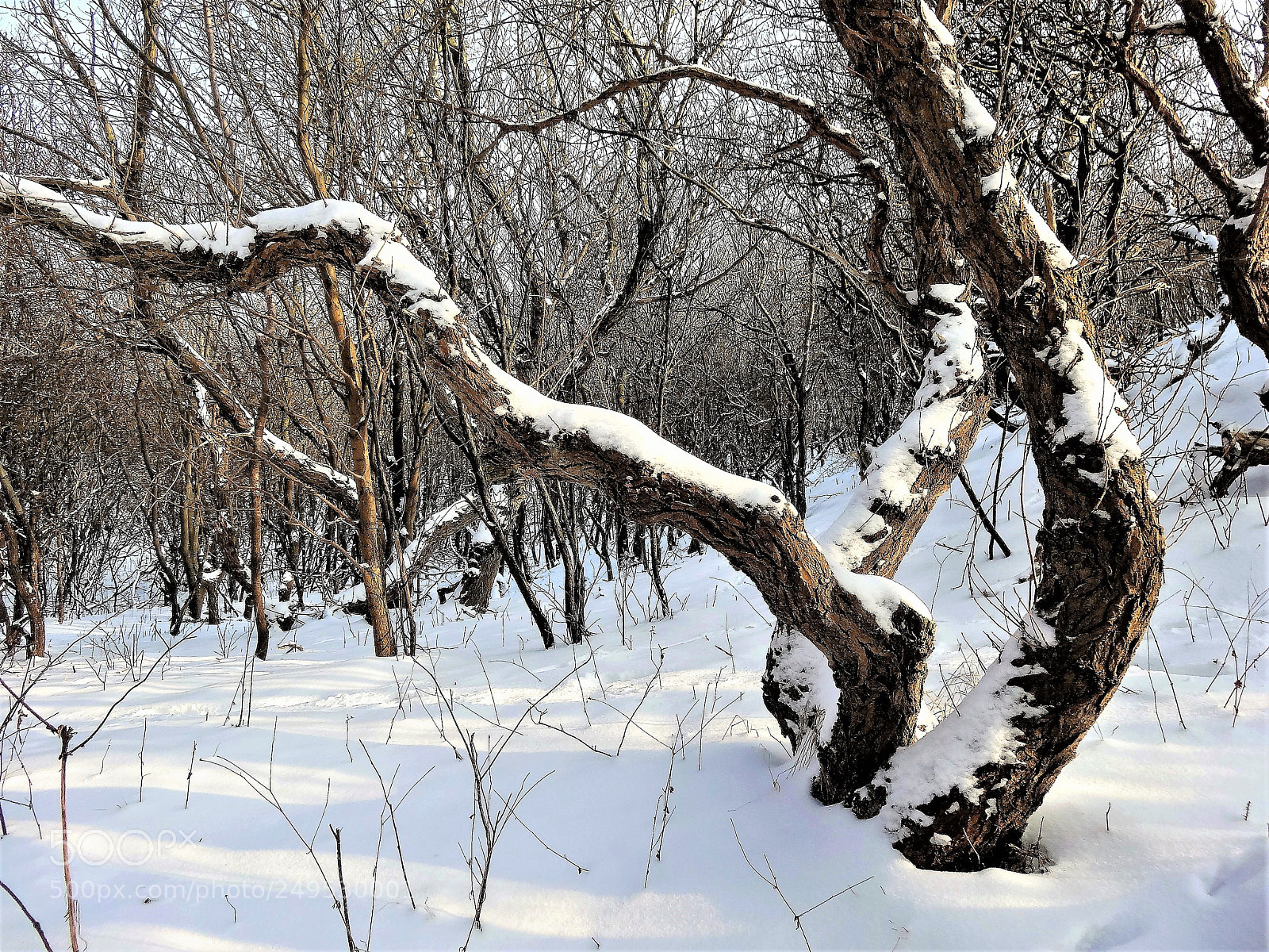 Sony Cyber-shot DSC-HX20V sample photo. () photography