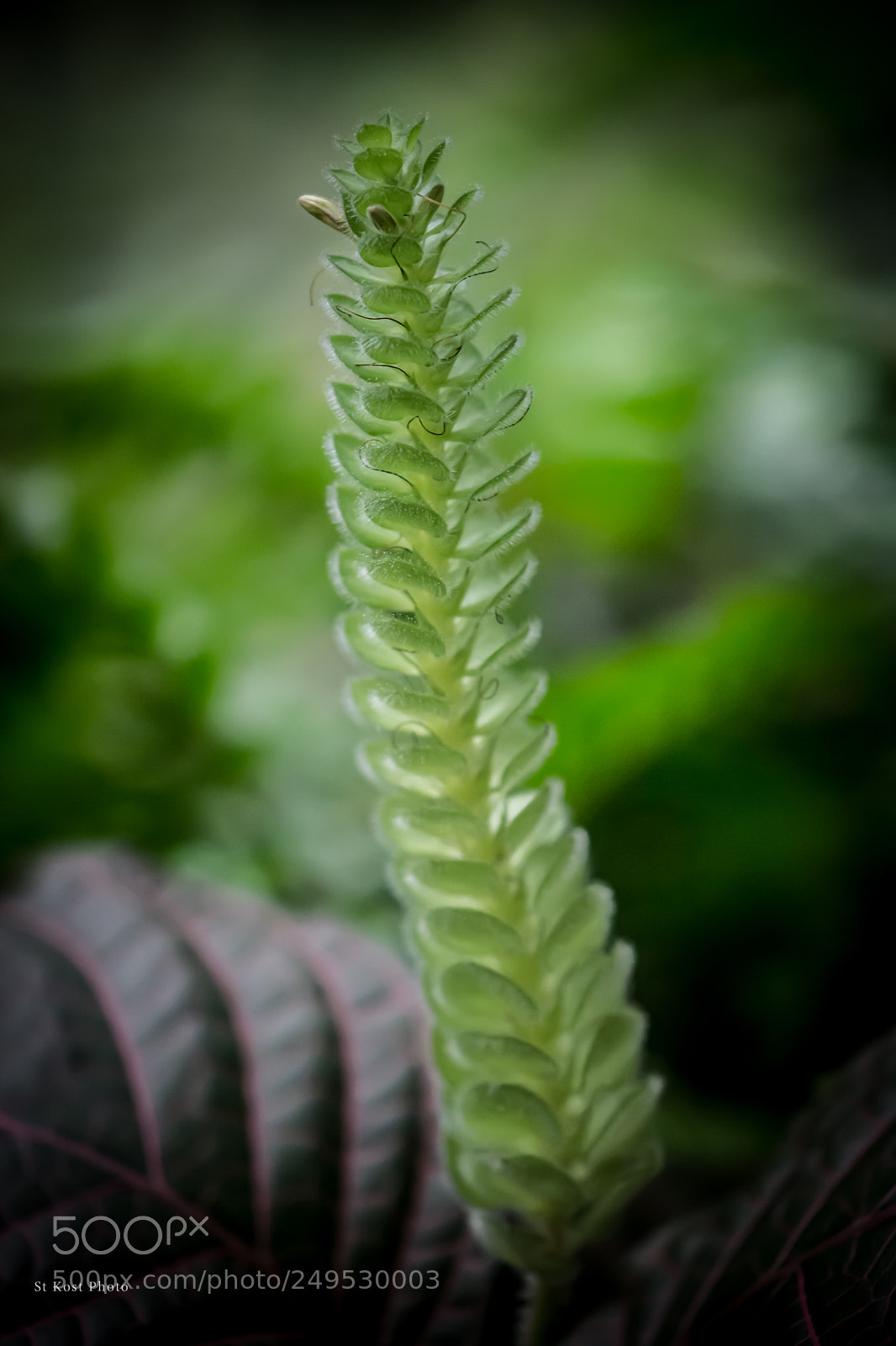 Nikon D5200 sample photo. Green tower photography