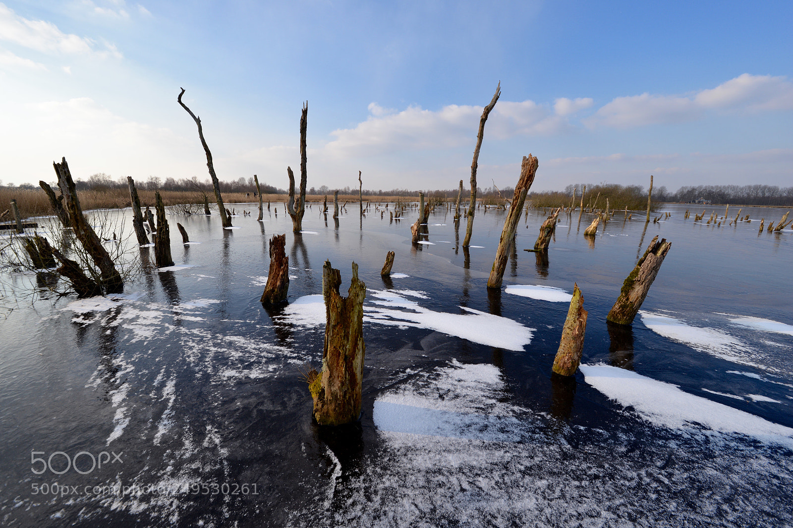 Nikon D610 sample photo. Winter in friesland photography