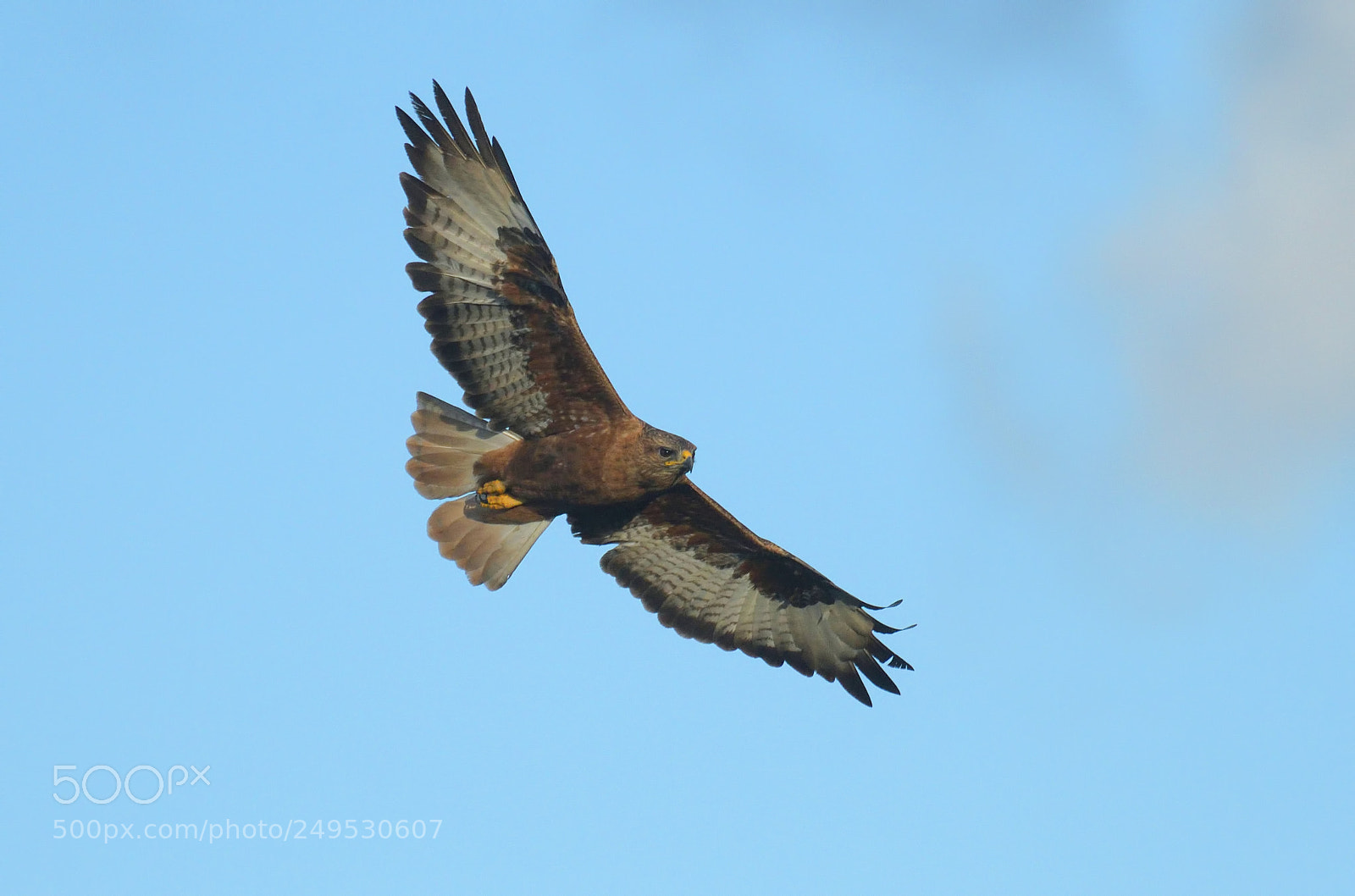 Nikon D500 sample photo. Busardo moro photography