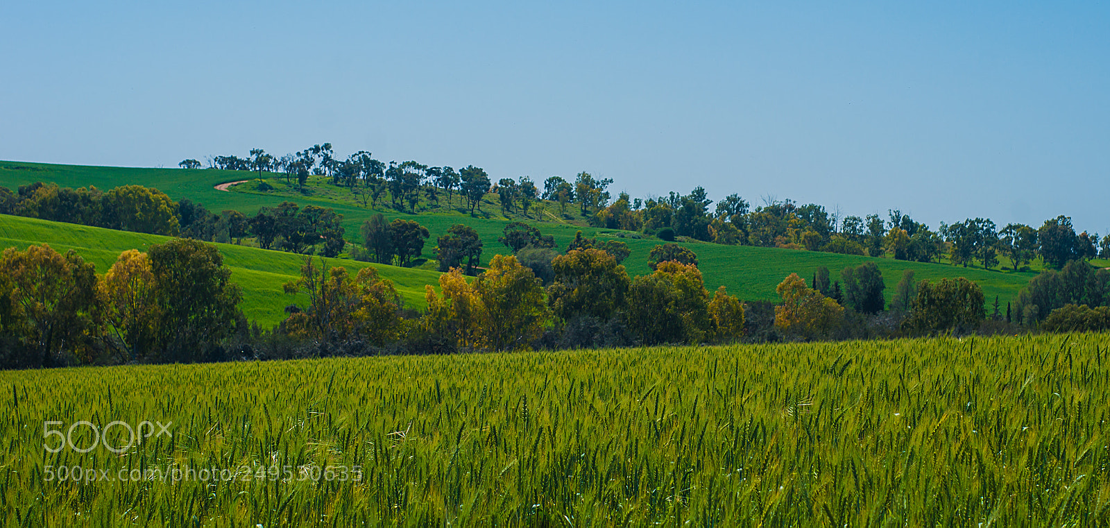 Sony Alpha DSLR-A700 sample photo. The green variation photography