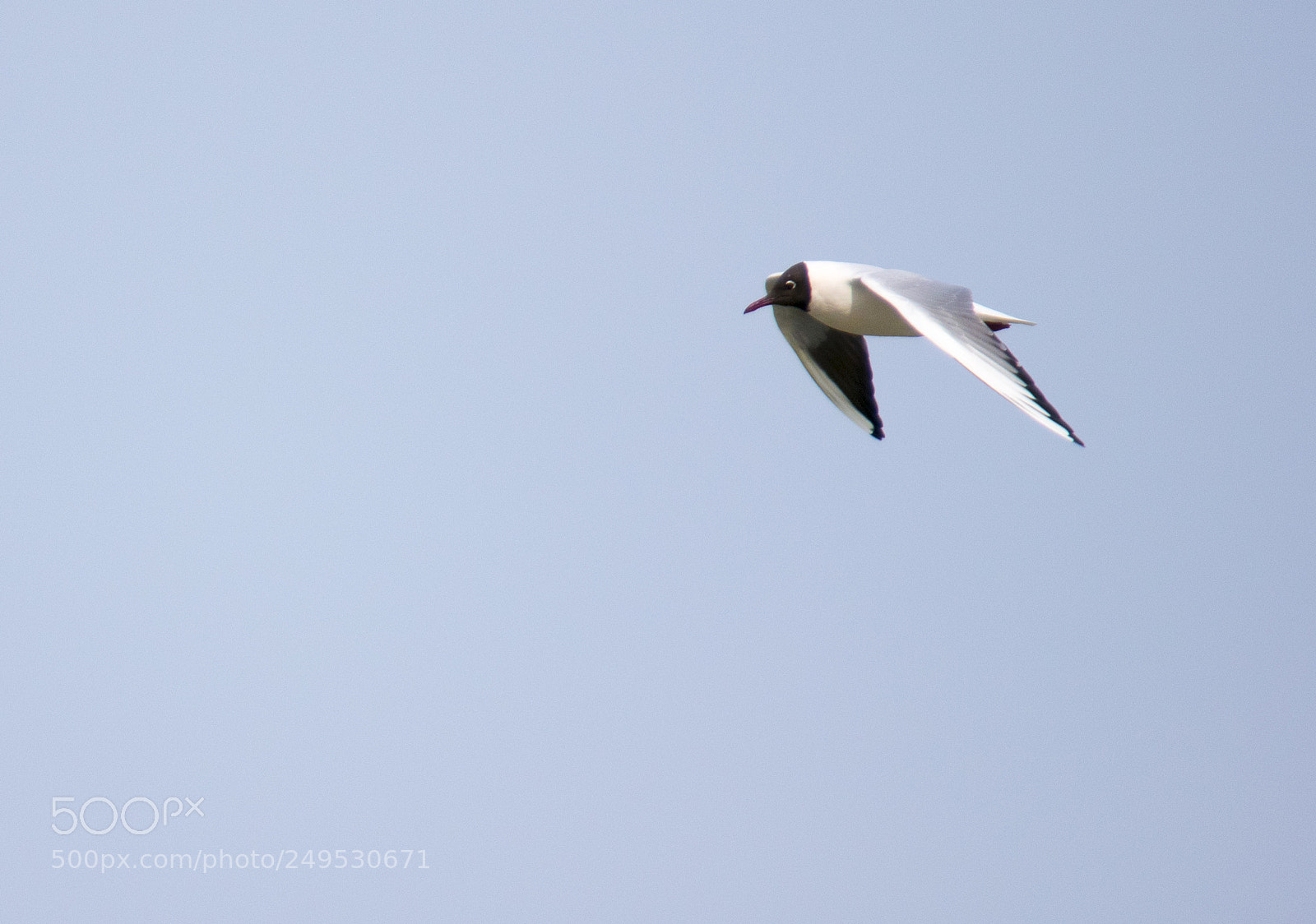 Nikon D3300 sample photo. Seagull photography