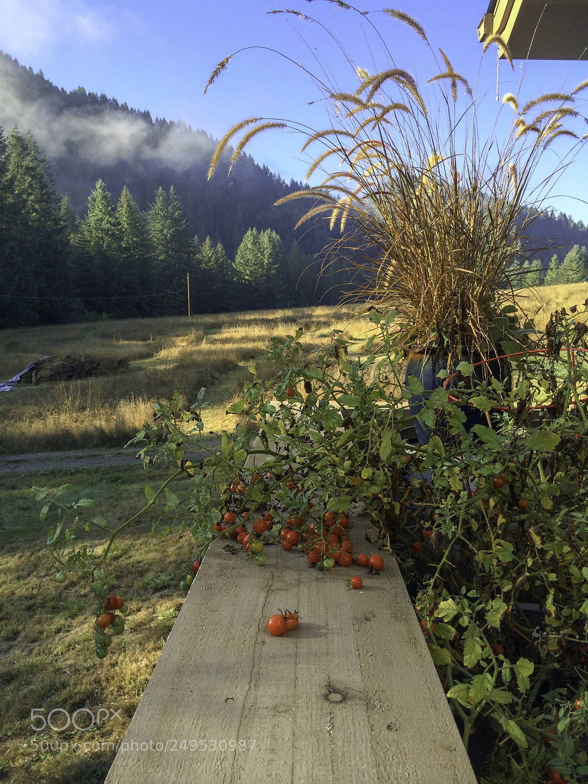 Apple iPhone 5s sample photo. Tomatoes on the pony photography
