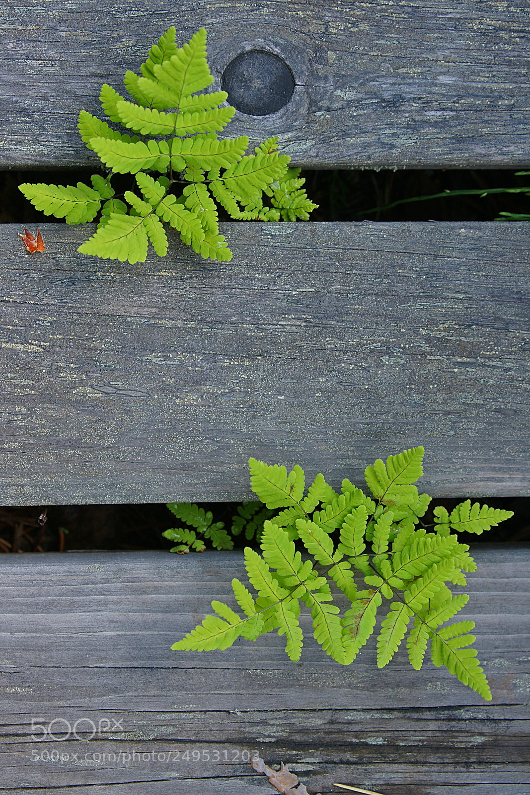 Sony Alpha DSLR-A700 sample photo. Coming through photography
