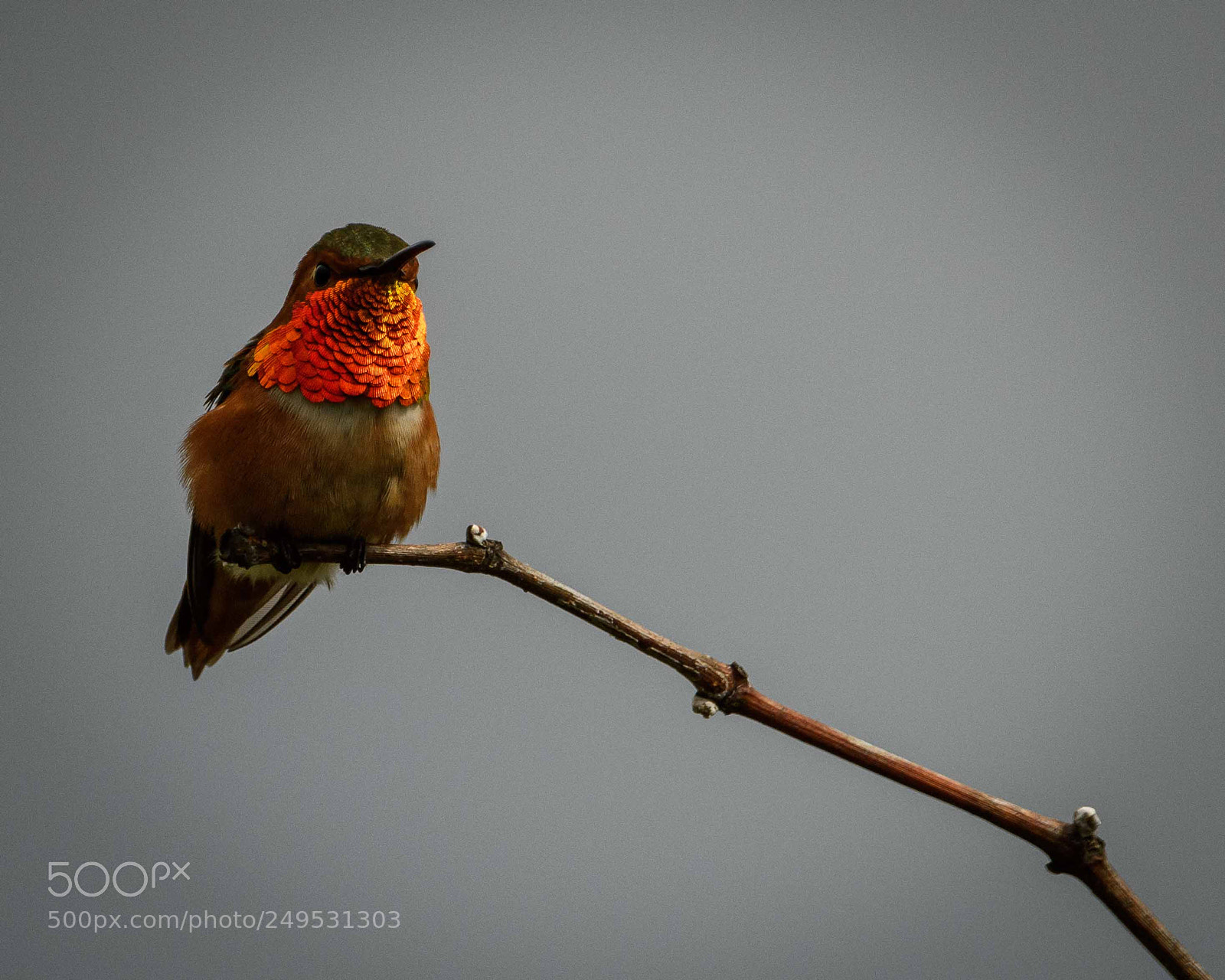 Nikon D500 sample photo. Allen's hummingbird_4037 photography