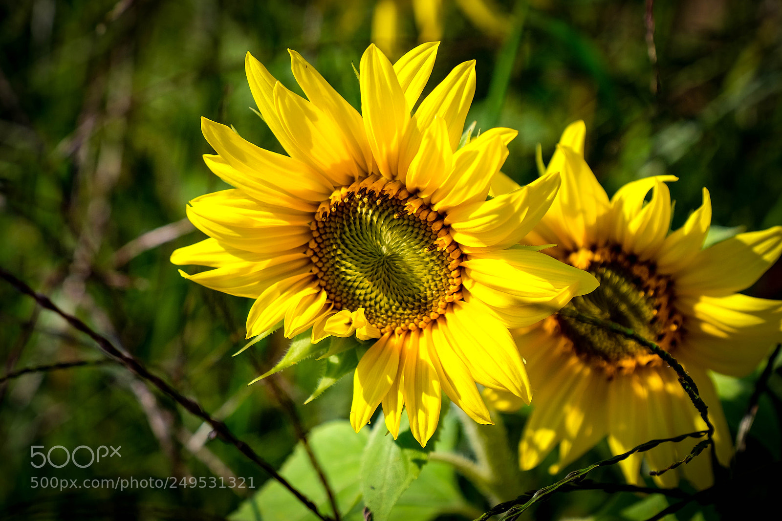 Fujifilm X-T1 sample photo. Sunny sunflowers photography