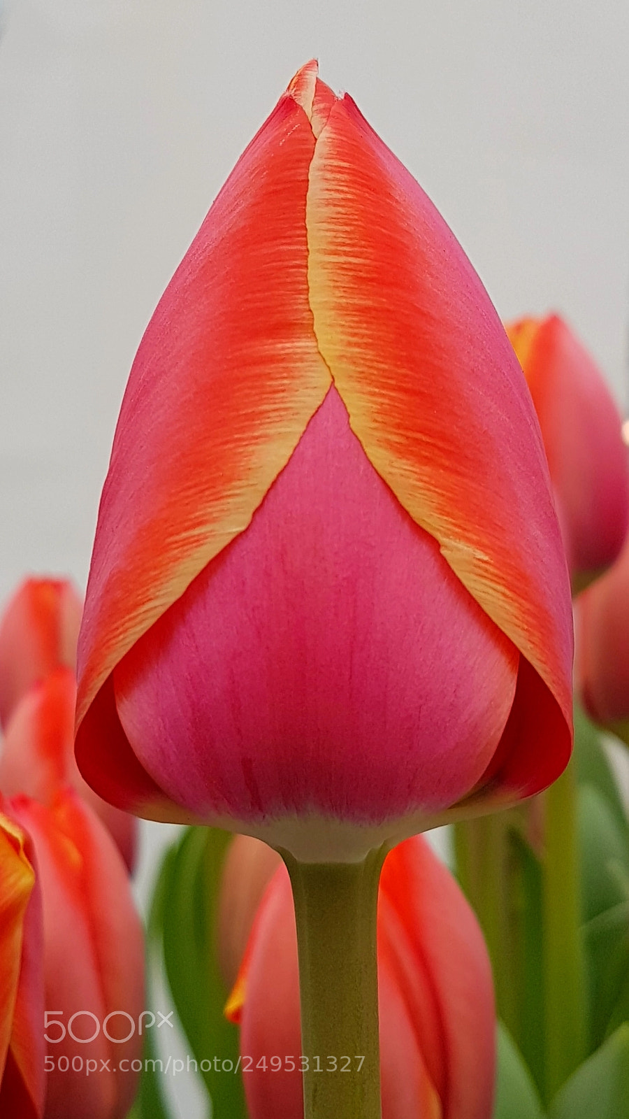 Samsung Galaxy S7 sample photo. Tulipa kimberley photography