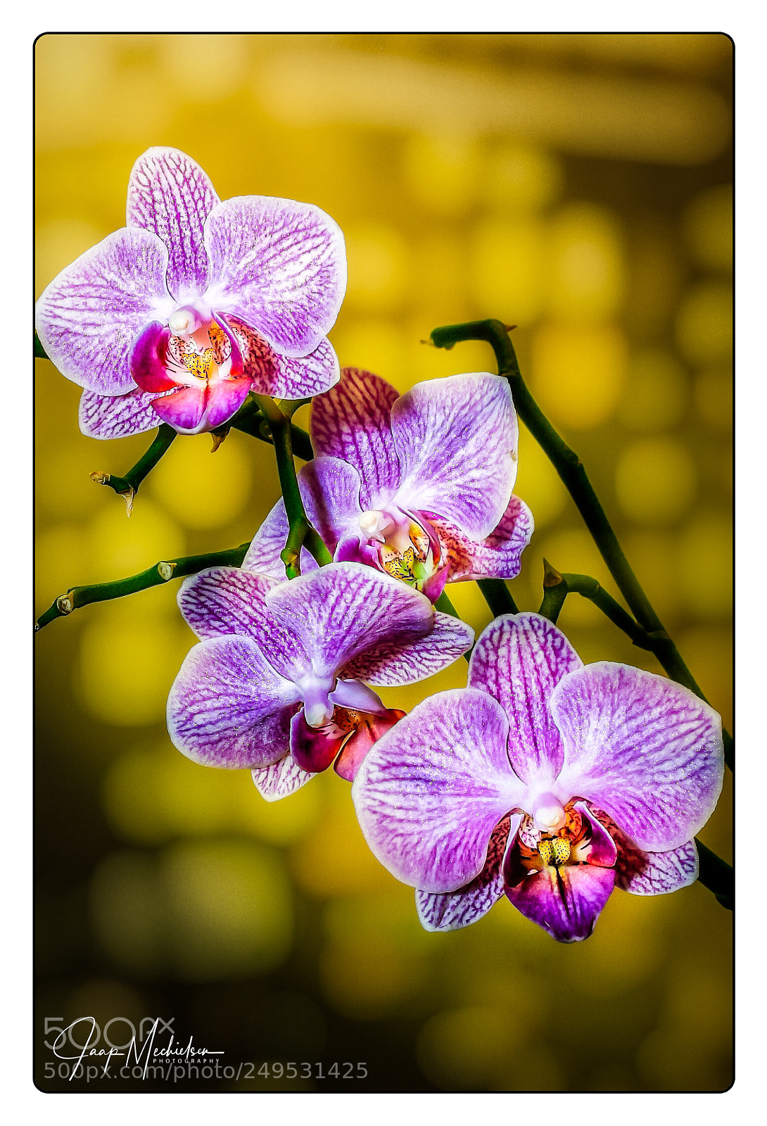 Canon EOS 7D Mark II sample photo. Close up orchid photography