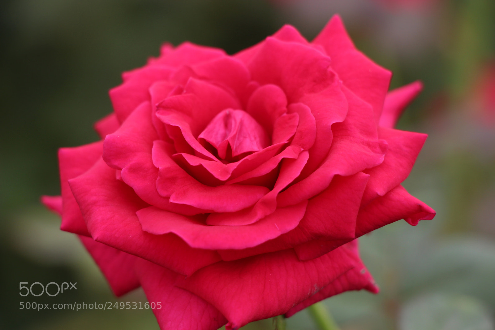 Canon EOS 700D (EOS Rebel T5i / EOS Kiss X7i) sample photo. Rose photography