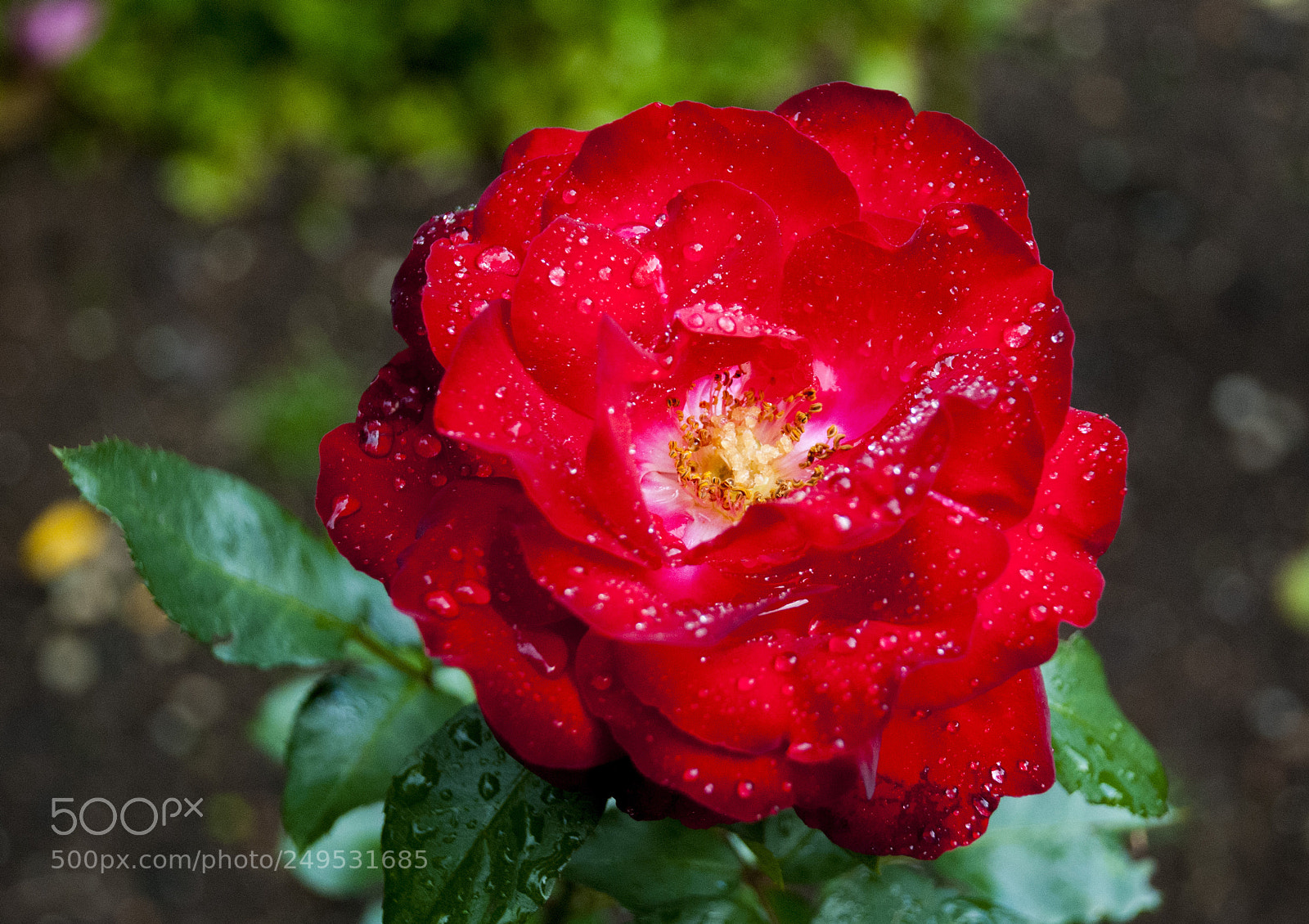 Nikon D80 sample photo. Water drops on red photography