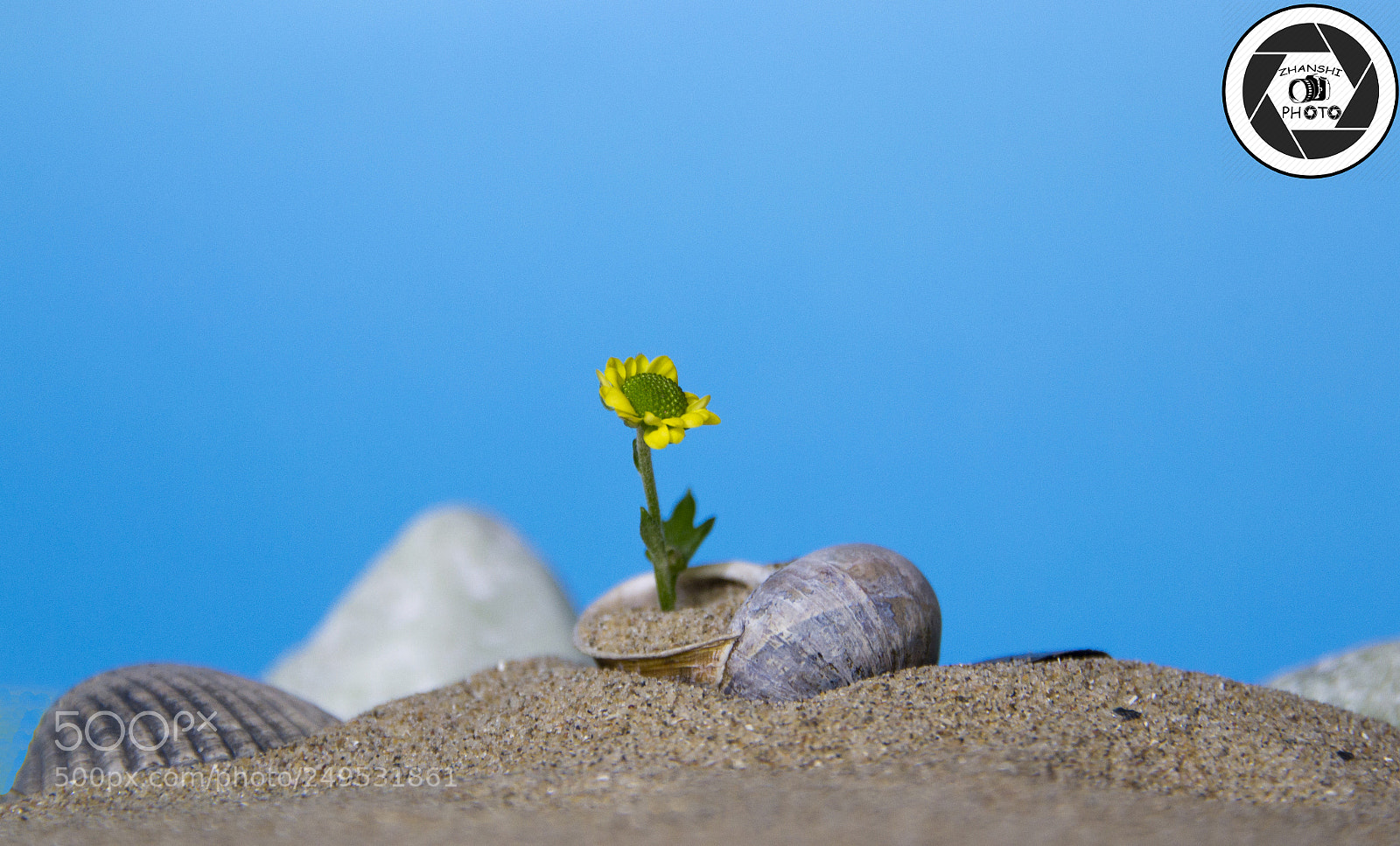 Nikon D3100 sample photo. Small flower photography