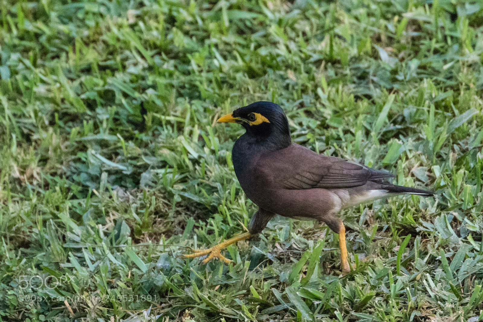 Canon EOS 7D Mark II sample photo. Common myna walking photography