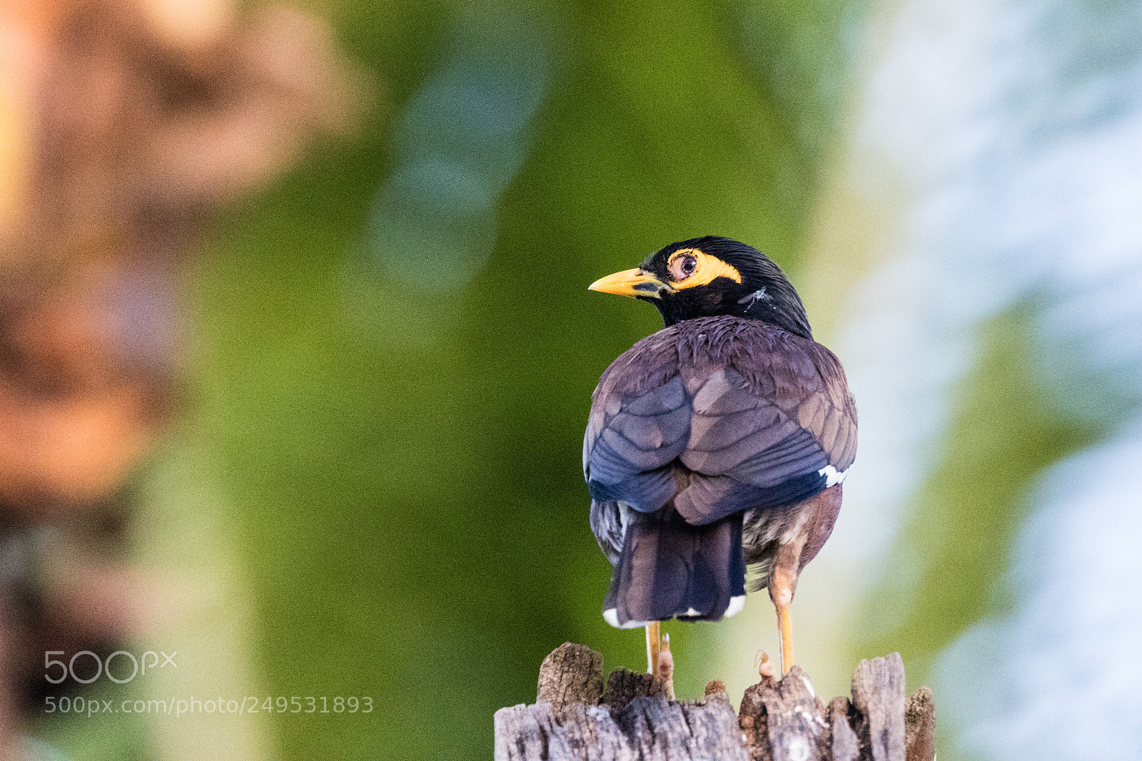 Canon EOS 7D Mark II sample photo. Common myna photography