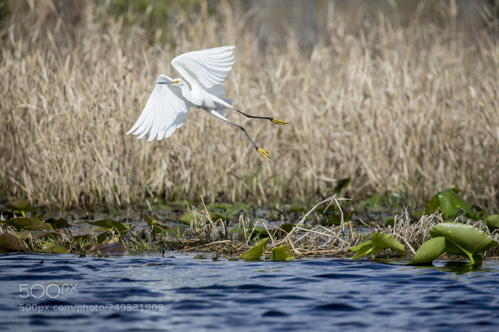 Canon EOS 5D Mark IV sample photo. Egret takeoff photography