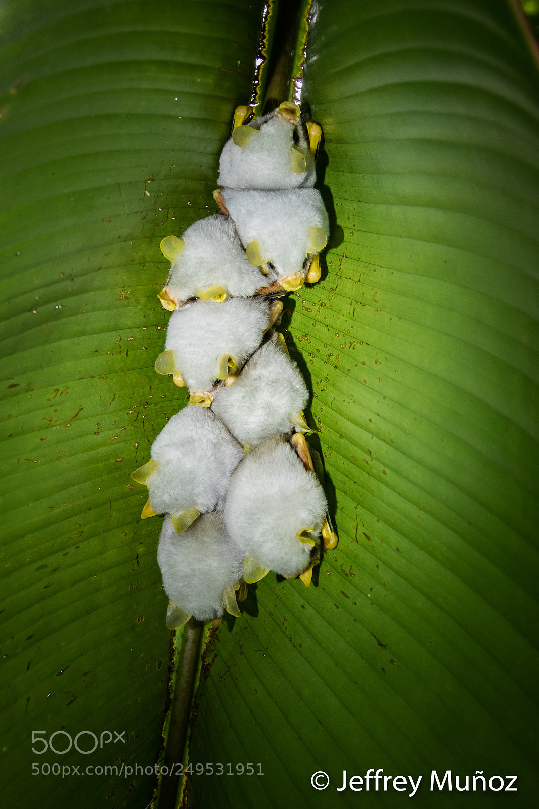 Canon EOS 5D Mark IV sample photo. Honduran white bats photography