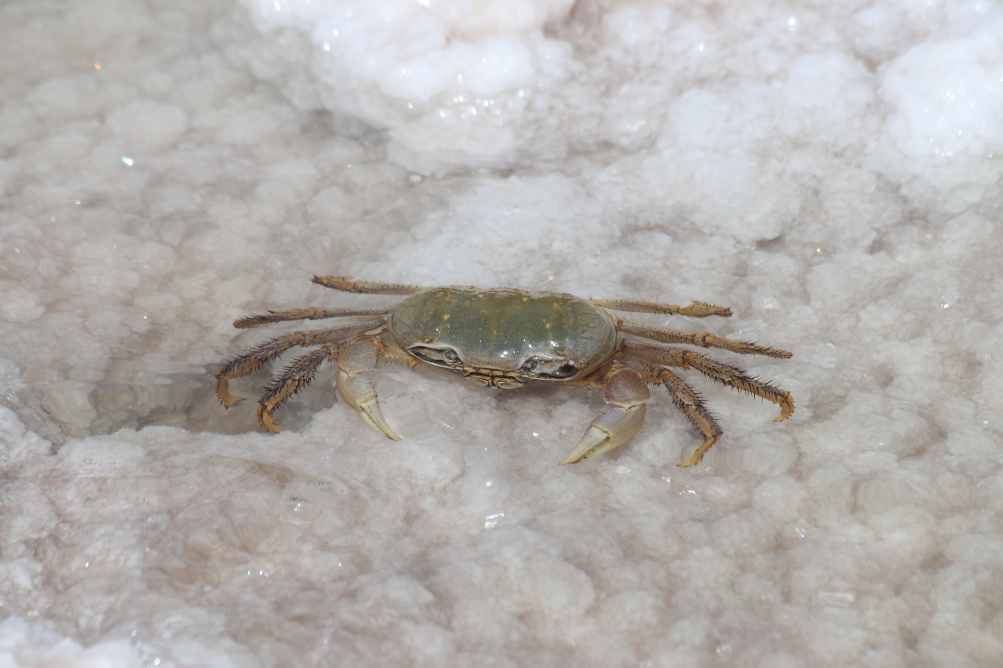 Canon EOS 80D + Canon EF 70-300mm F4-5.6 IS USM sample photo. Crab in salt pan, boa vista photography