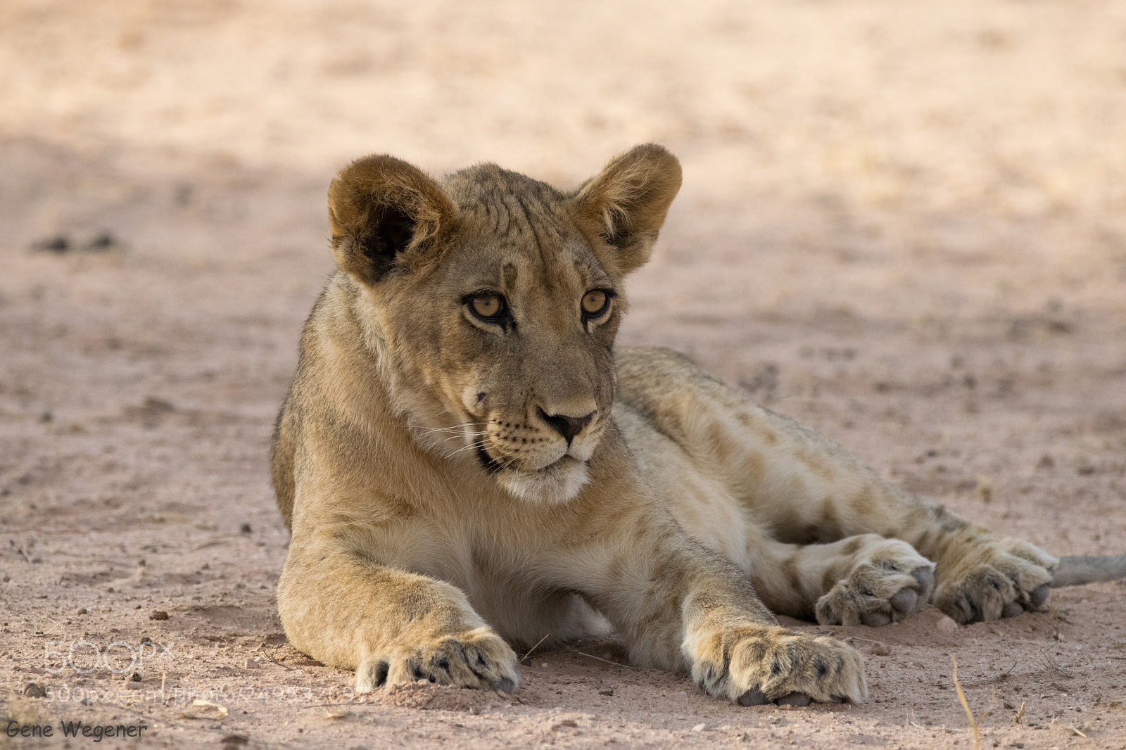 Nikon D5300 sample photo. Young lion photography
