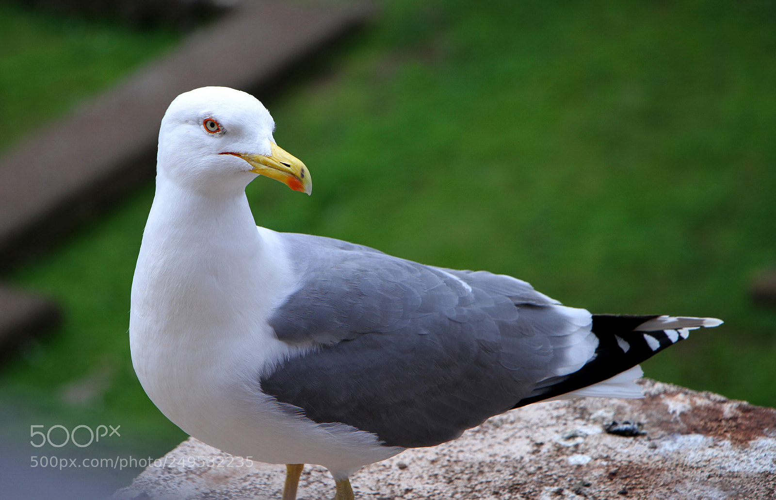 Canon EOS 7D sample photo. Seagull photography