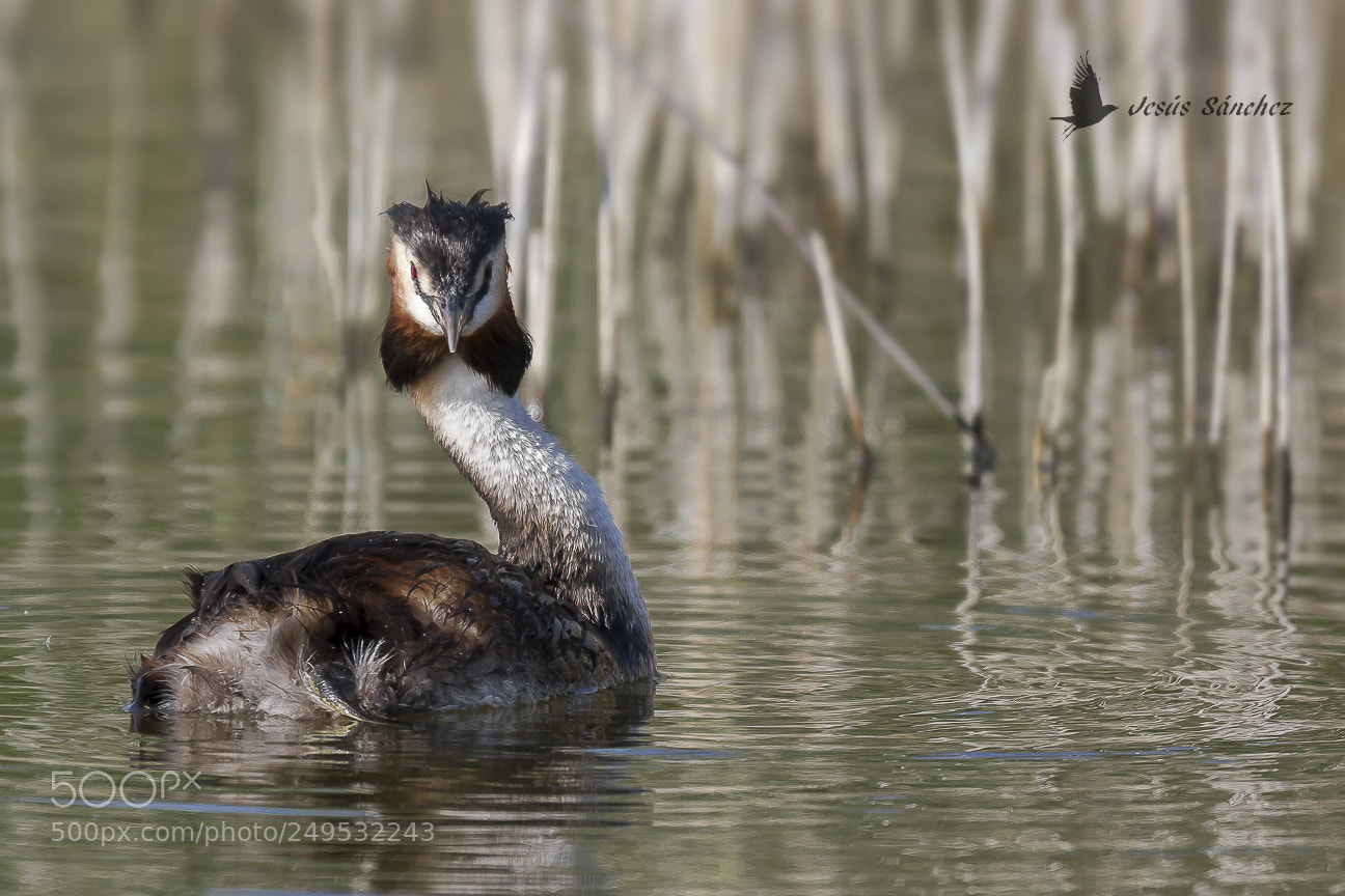 Canon EOS 7D sample photo. Somormujo lavanco (podiceps cristatus) photography