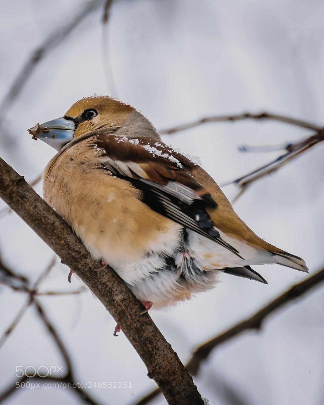 Nikon D5300 sample photo. The hawfinch coccothraustes coccothraustes photography