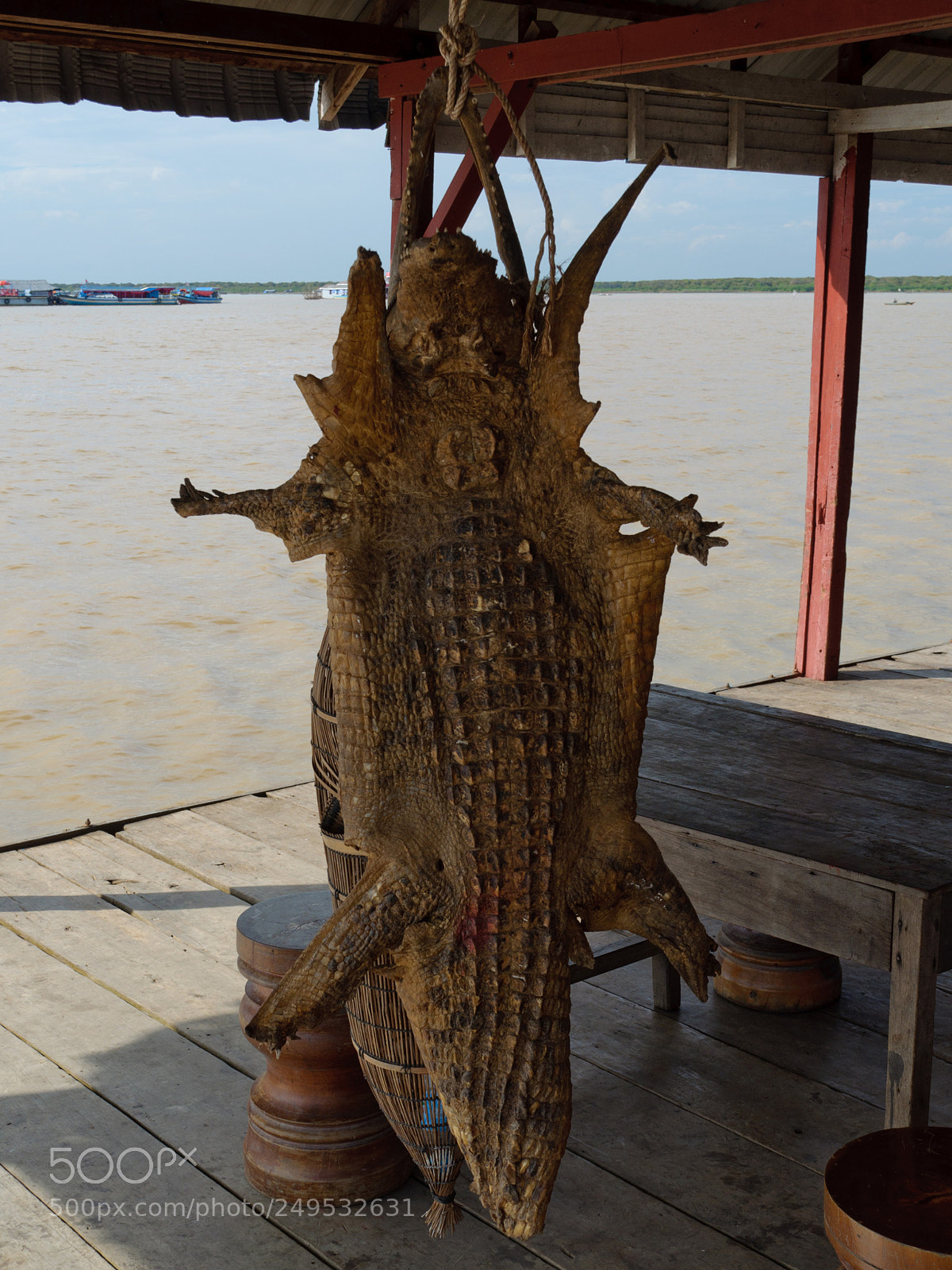 Nikon D5000 sample photo. Poor crocodile photography