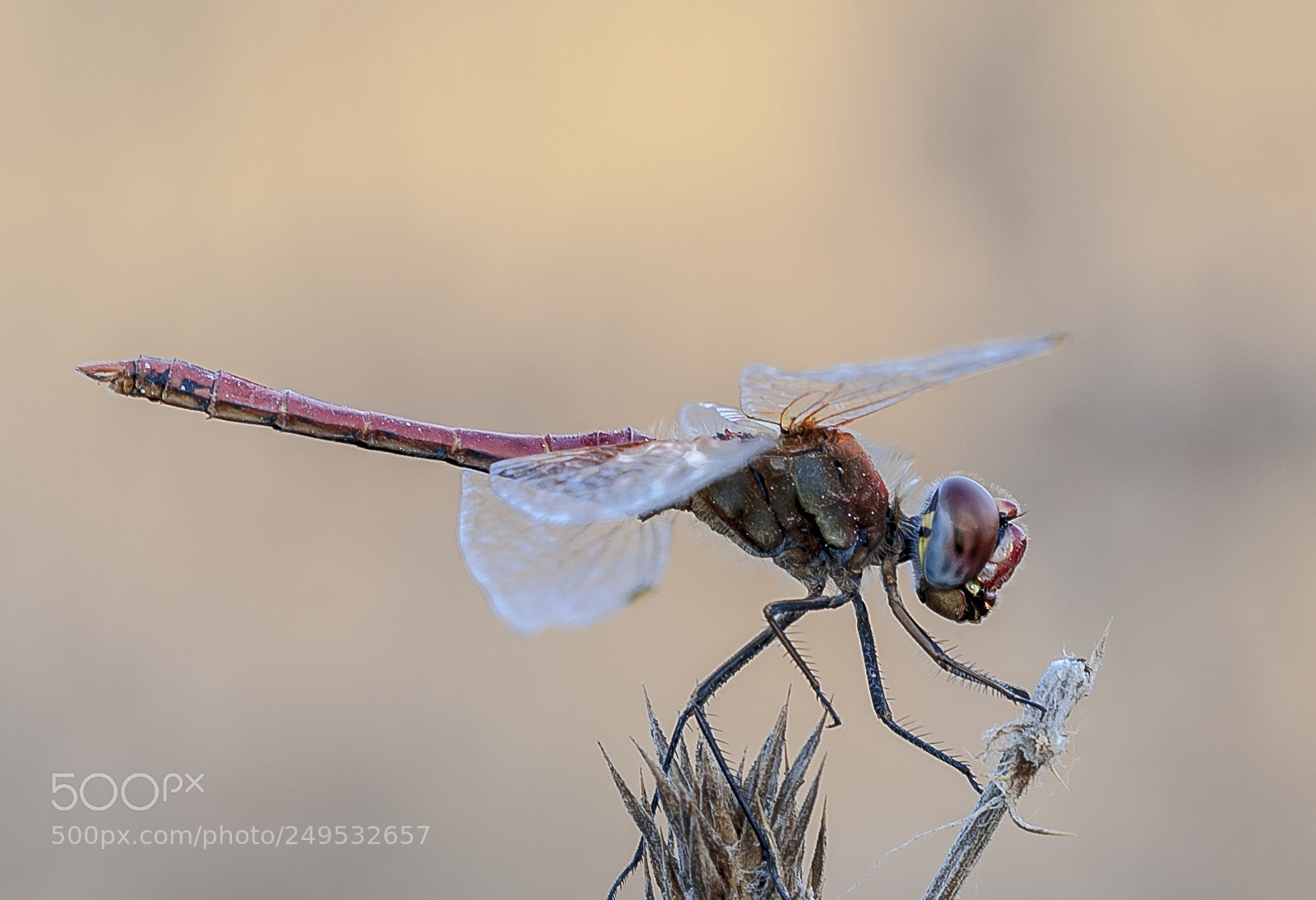 Nikon D3 sample photo. Dragonfly photography