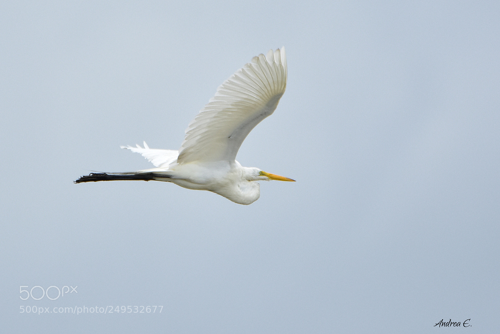 Nikon D7200 sample photo. Great flyby photography