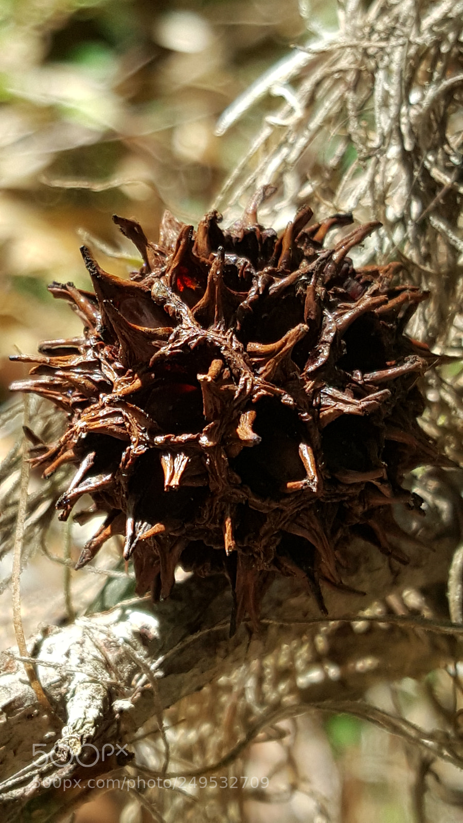 Samsung Galaxy S6 sample photo. Untitled photography