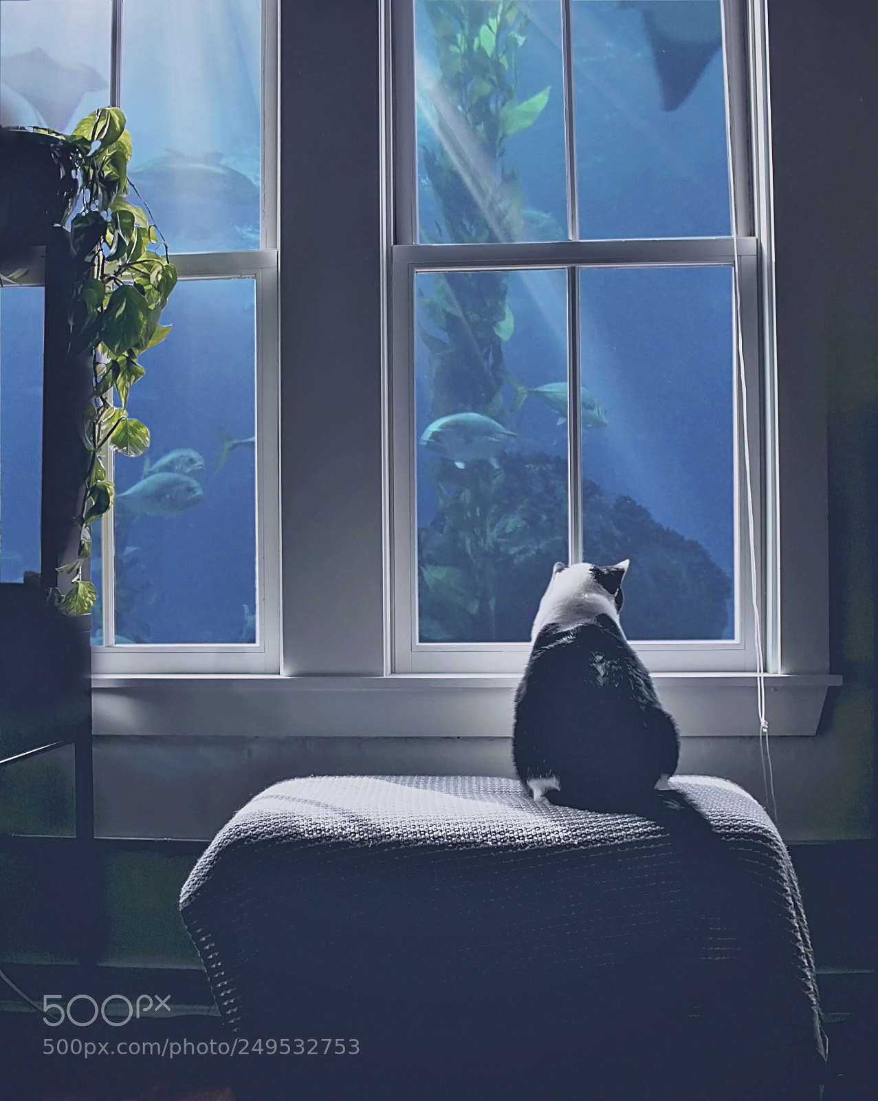 Canon EOS 70D sample photo. Kitty photography