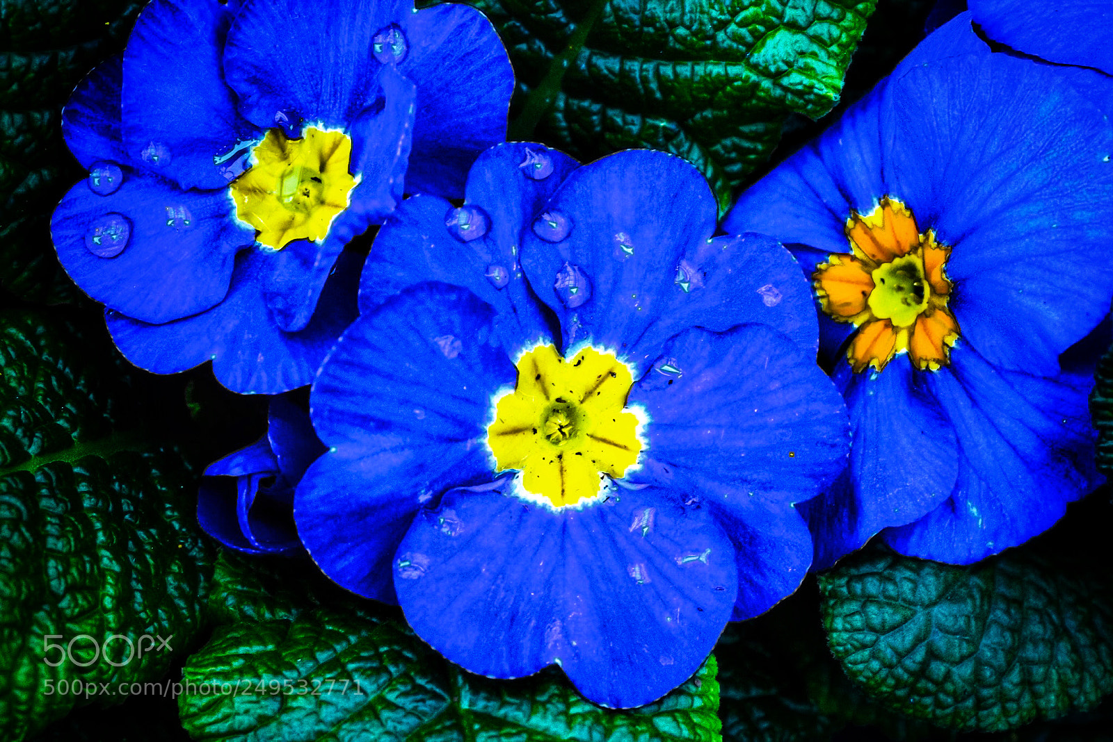 Nikon D800E sample photo. Blues photography
