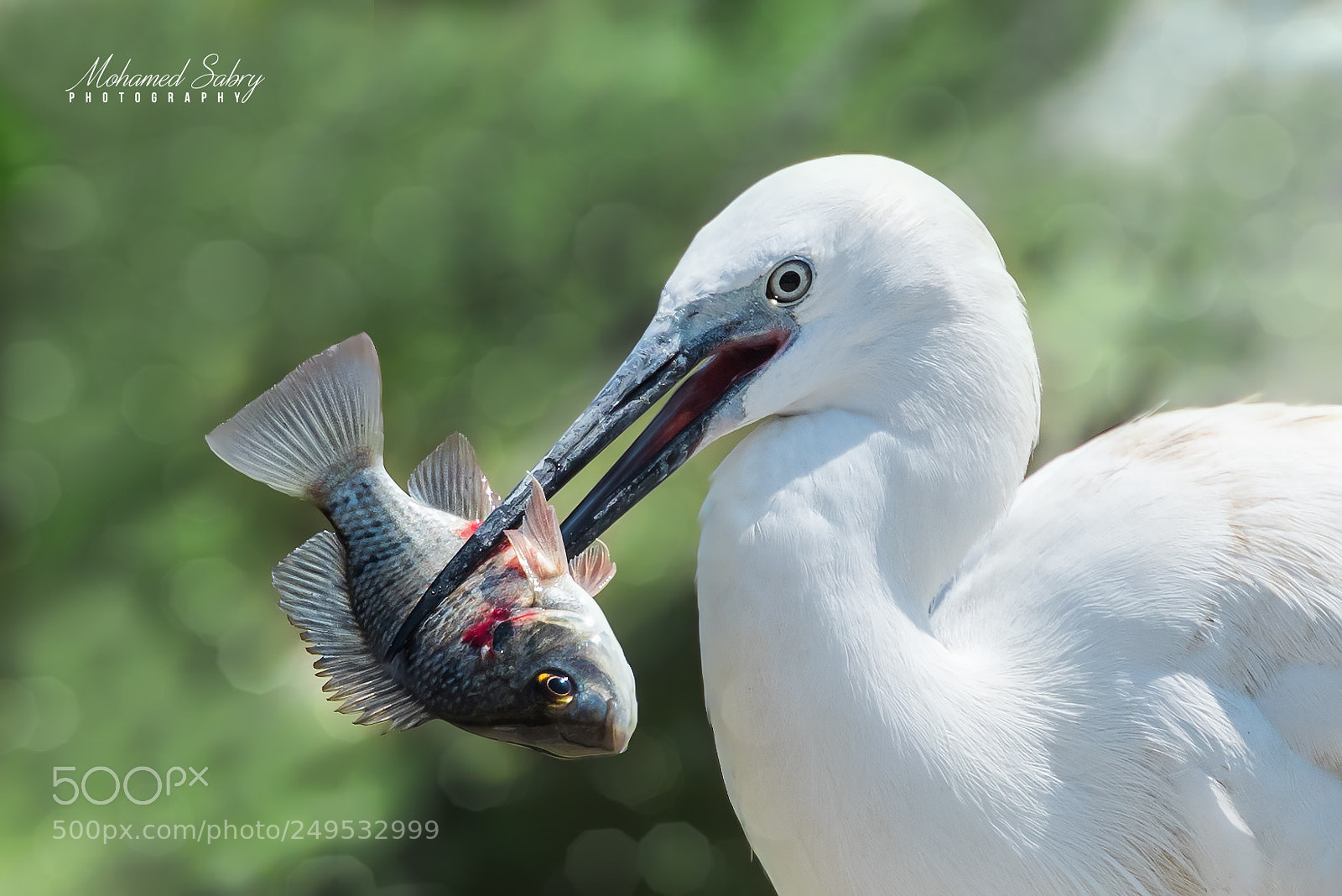 Nikon D810 sample photo. Little egret photography