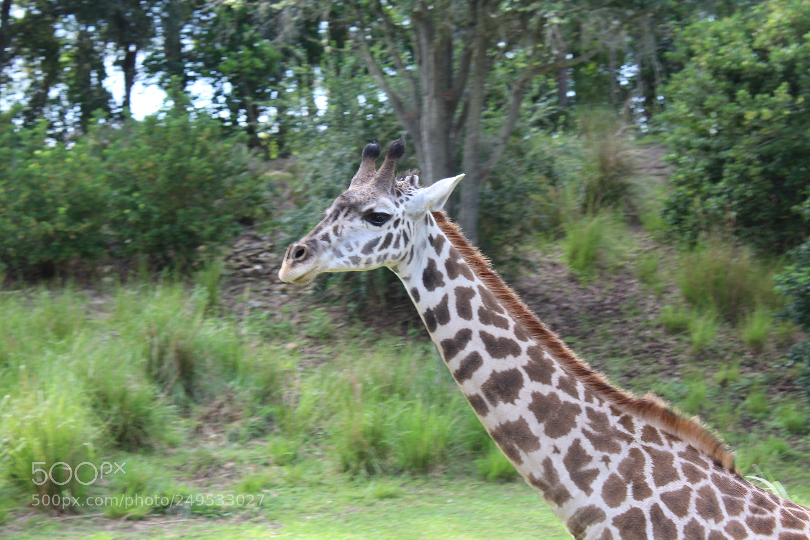 Canon EOS 1200D (EOS Rebel T5 / EOS Kiss X70 / EOS Hi) sample photo. Giraffe photography