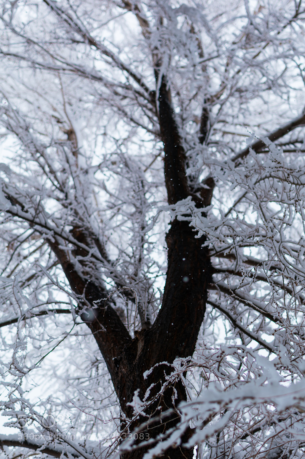 Nikon D5500 sample photo. Snowfall photography