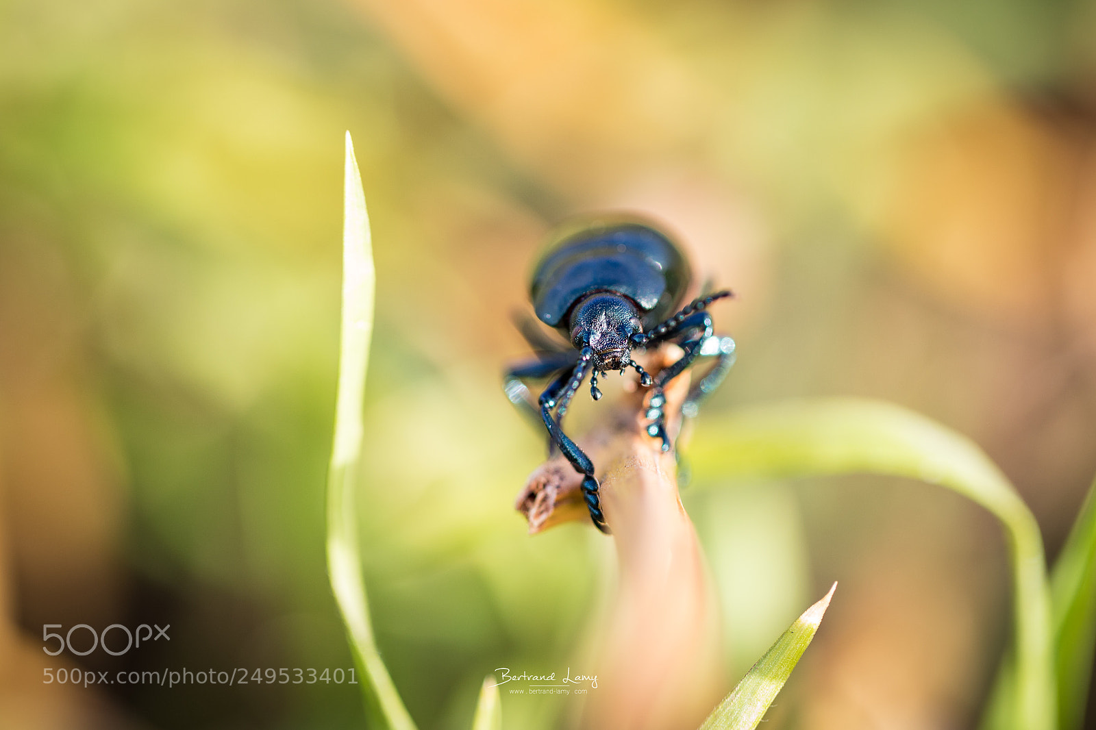 Canon EOS 5D Mark IV sample photo. Crache-sang photography