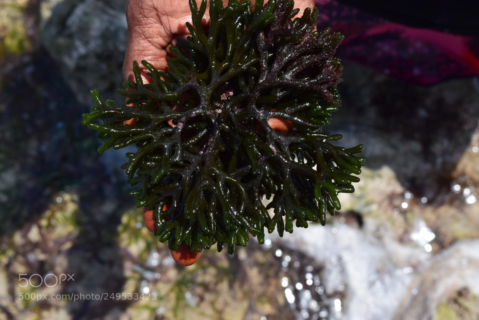 Nikon D5300 sample photo. Beach hunt photography