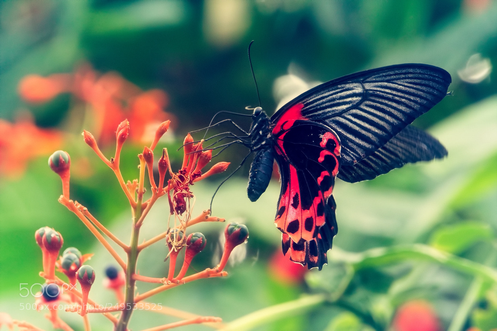 Sony a6000 sample photo. Cattleheart butterfly photography